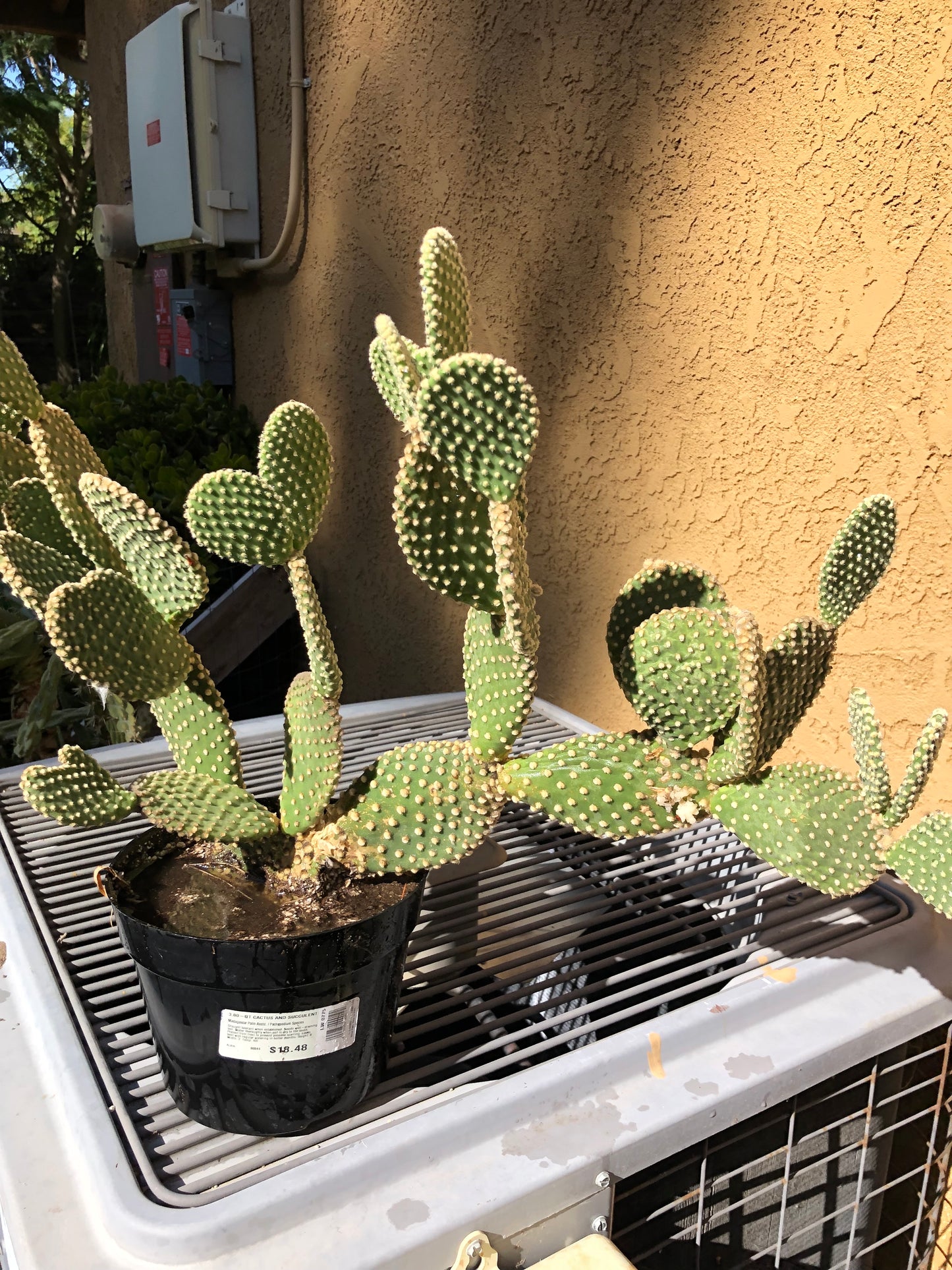 Opuntia microdasys Off White Bunny 10"Tall 28" Wide #287W