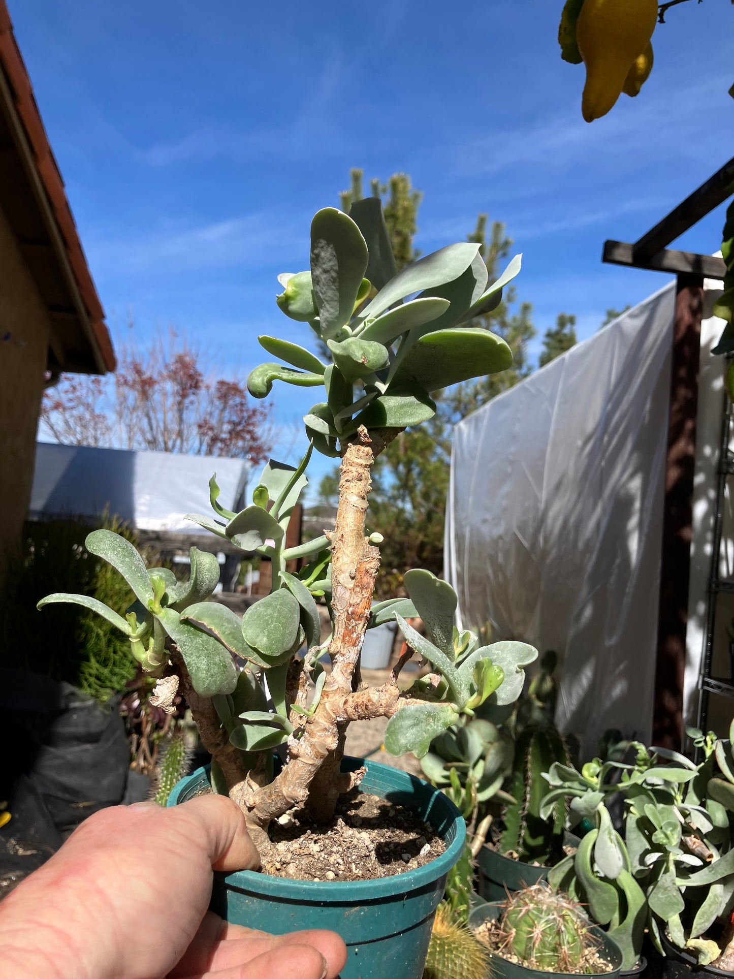 Cotyledon Silver Waves Succulent 11"Tall 7" Wide #711W