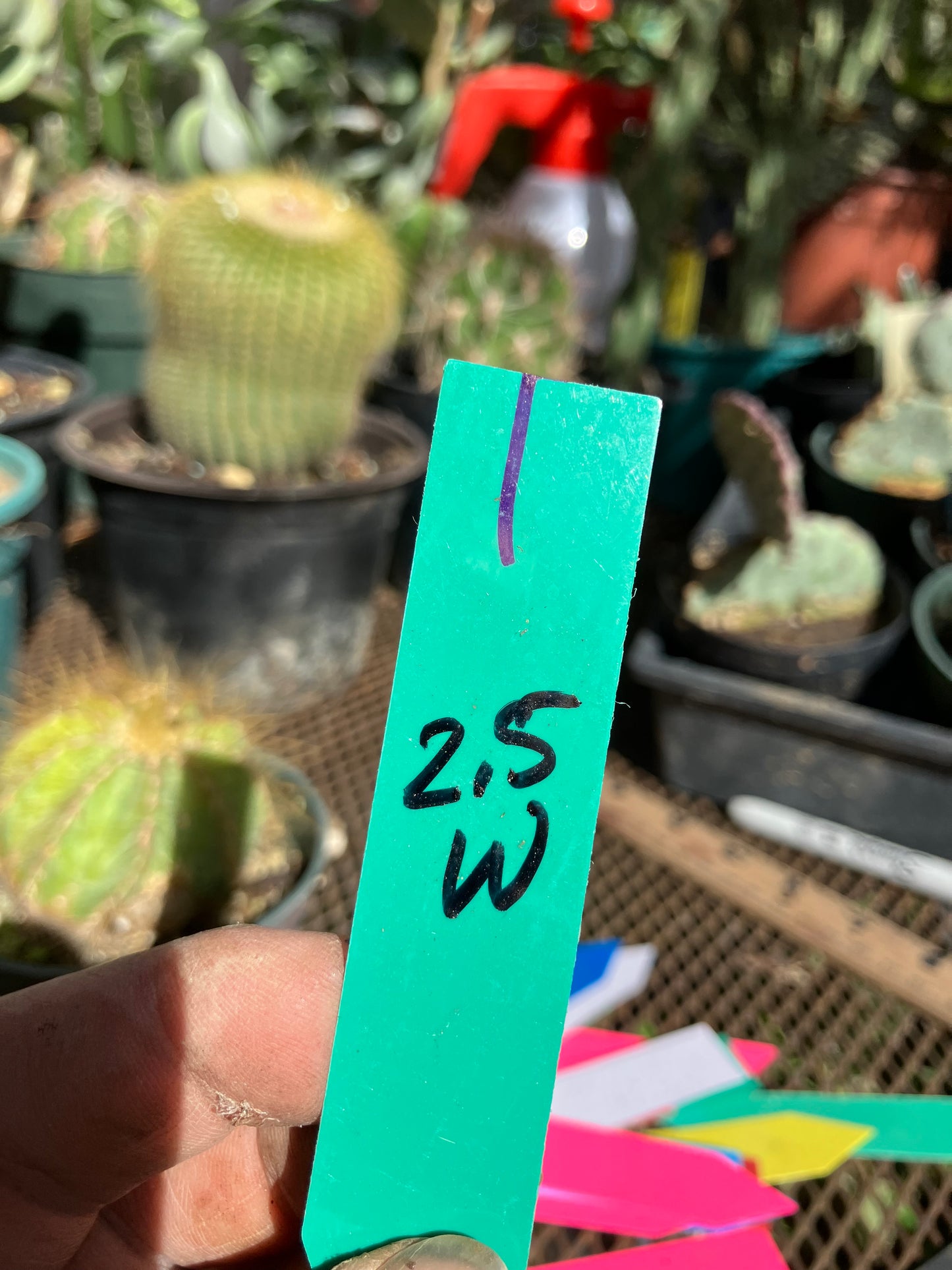 Notocactus Magnificus  Balloon Cactus Fast Grower  2.5" Wide #1G