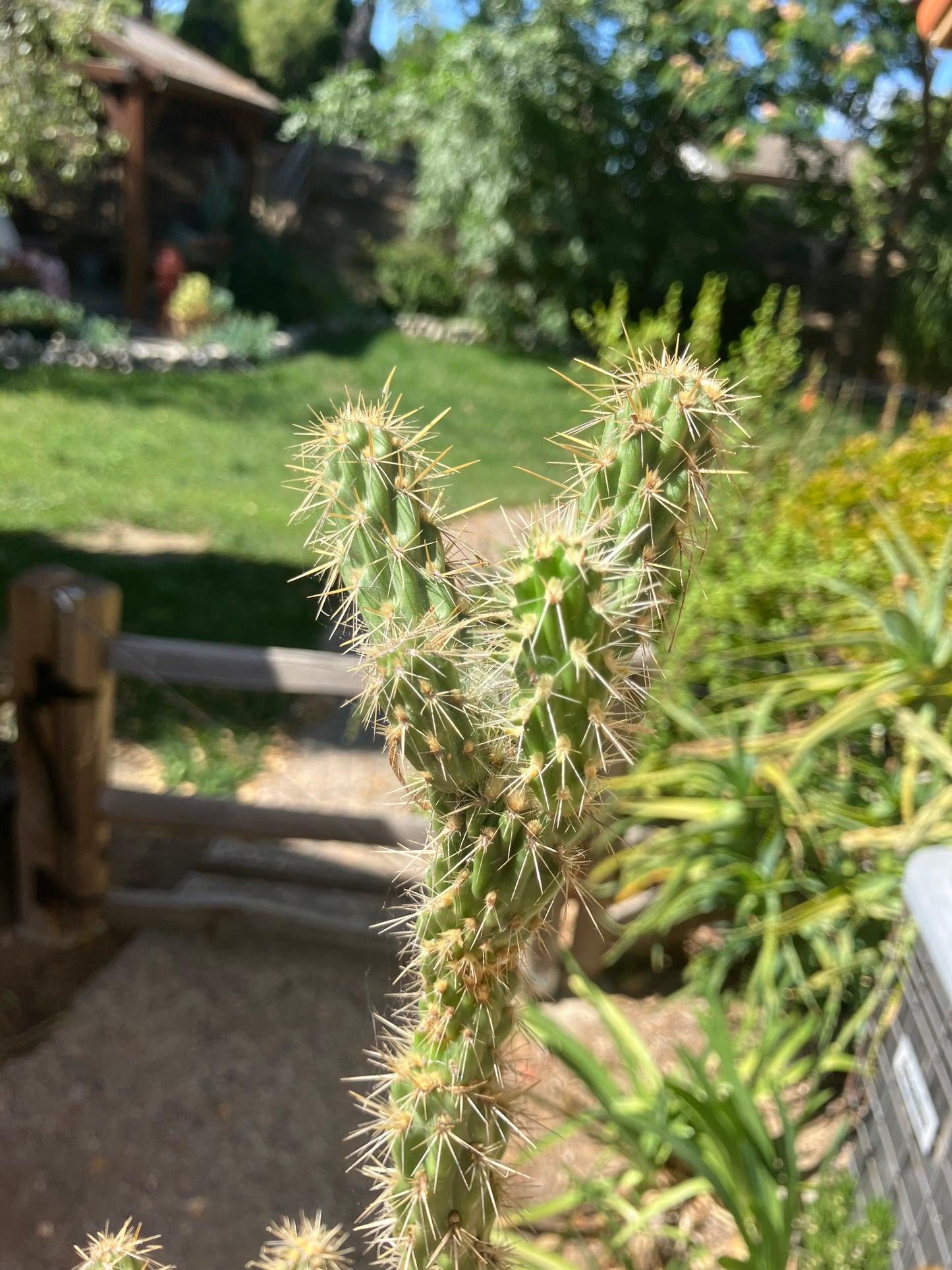 Cholla Cylindropuntia Buckhorn Cactus 14”Tall #144W