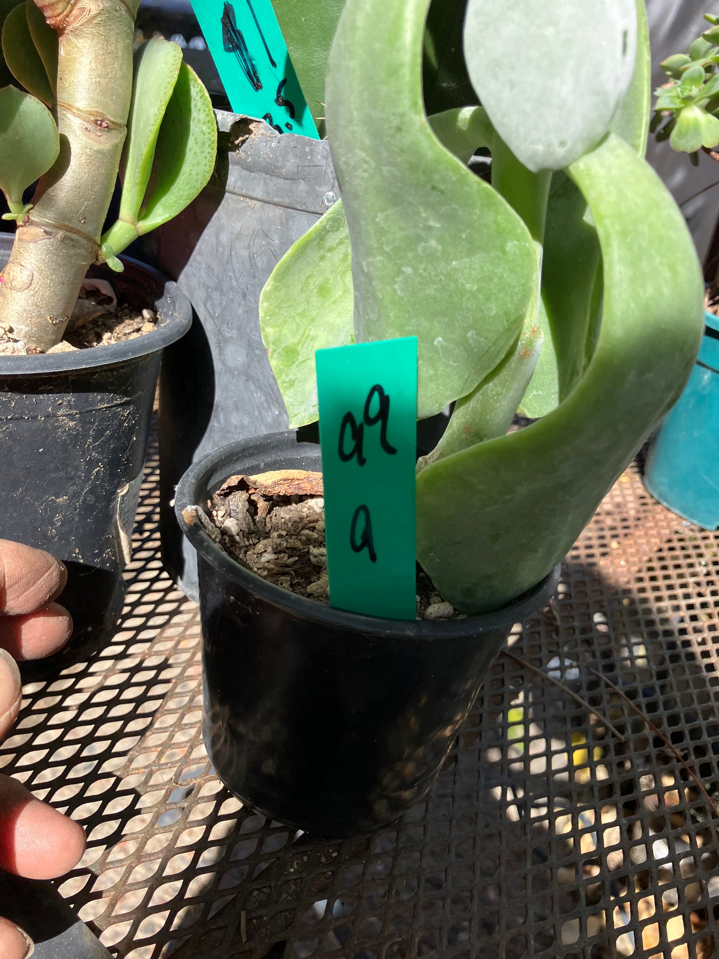 Cotyledon Silver Waves Succulent 9"Tall #99G