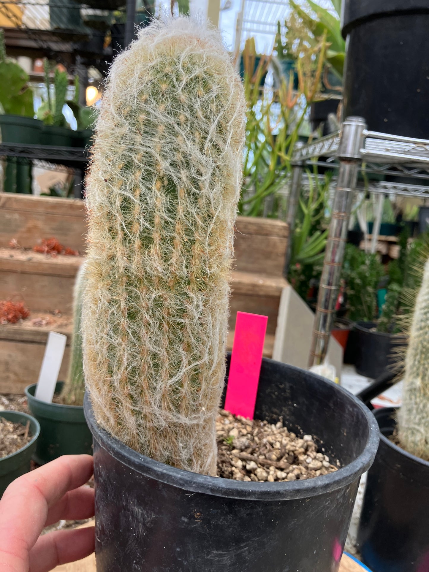 Espostoa lanata Old Man of the Mountain 9.5"Tall 8"Circumference #5P