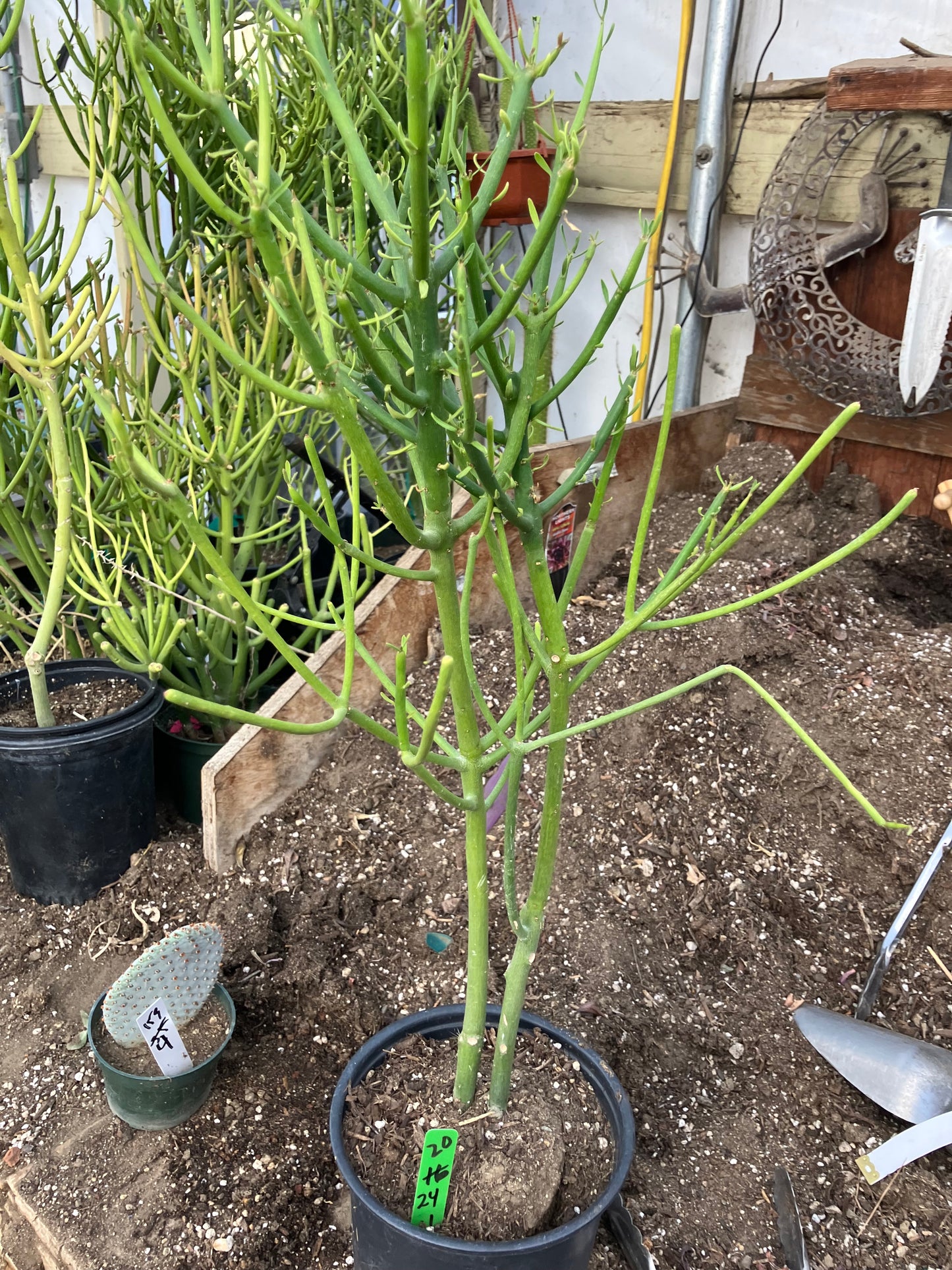 Euphorbia tirucalli Pencil Cactus/Succulent 24"Tall 11"Wide #20G