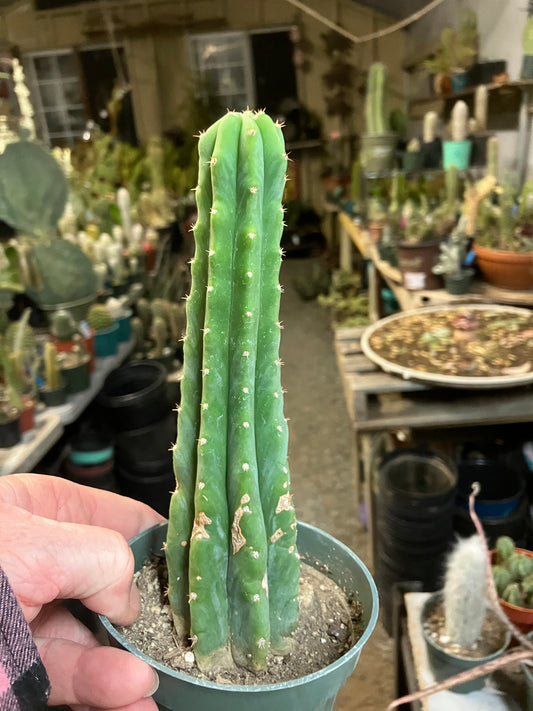 San Pedro Cactus - Trichocereus pachanoi 7"Tall #8W