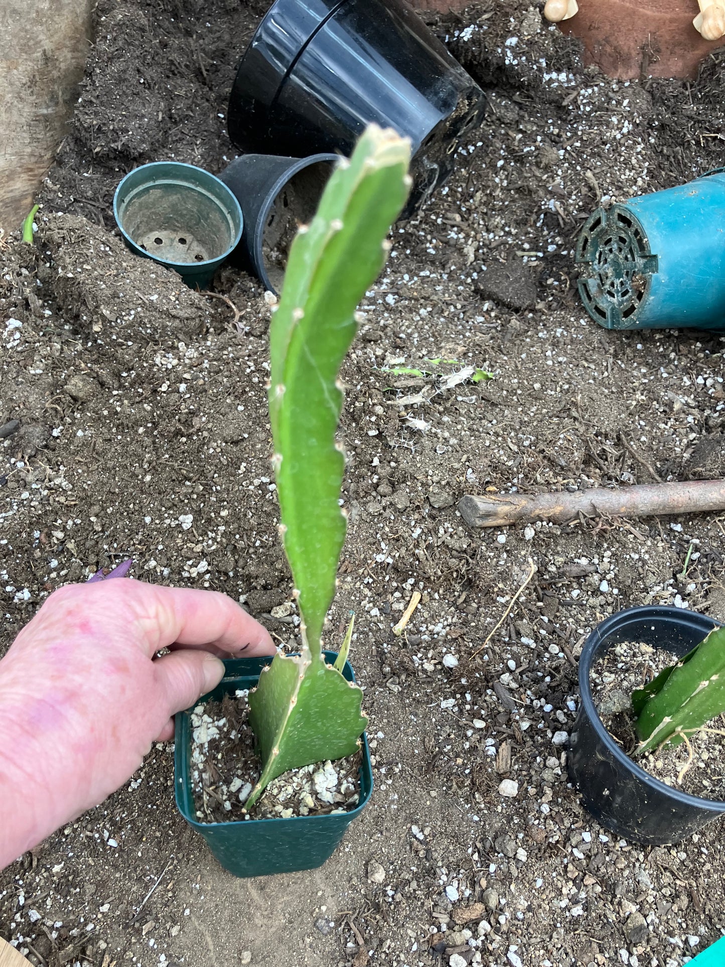 Dragon Fruit Plant Rooted Pitaya or Pitahaya 12.5" Tall #12Y