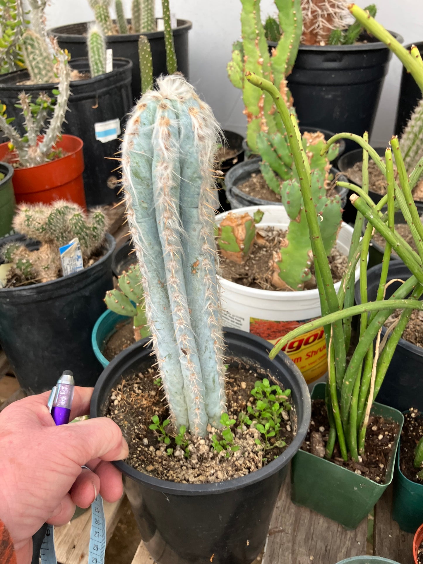 Pilosocereus Pachycladus Cactus 10" Tall 8.5"Circumference