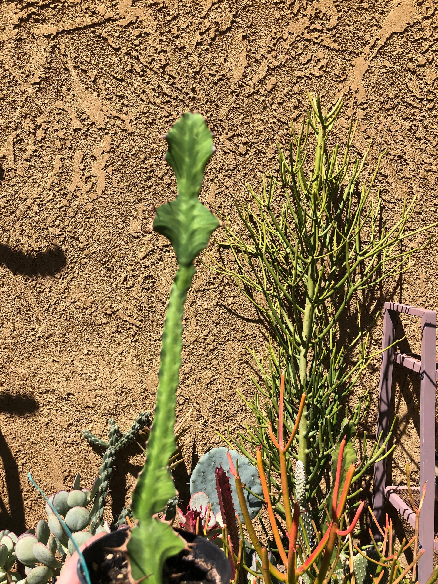 Euphorbia pseudocactus Zig Zag 11.5”Tall #80G