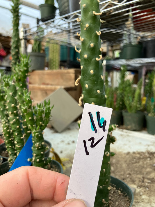 Austrocylindropuntia Cactus Gumbi Mini Eve's Needle 12"Tall #16W