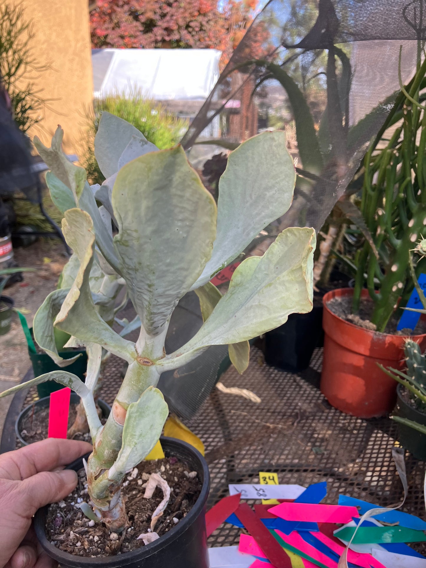 Cotyledon Silver Waves Succulent 12"Tall #126Y