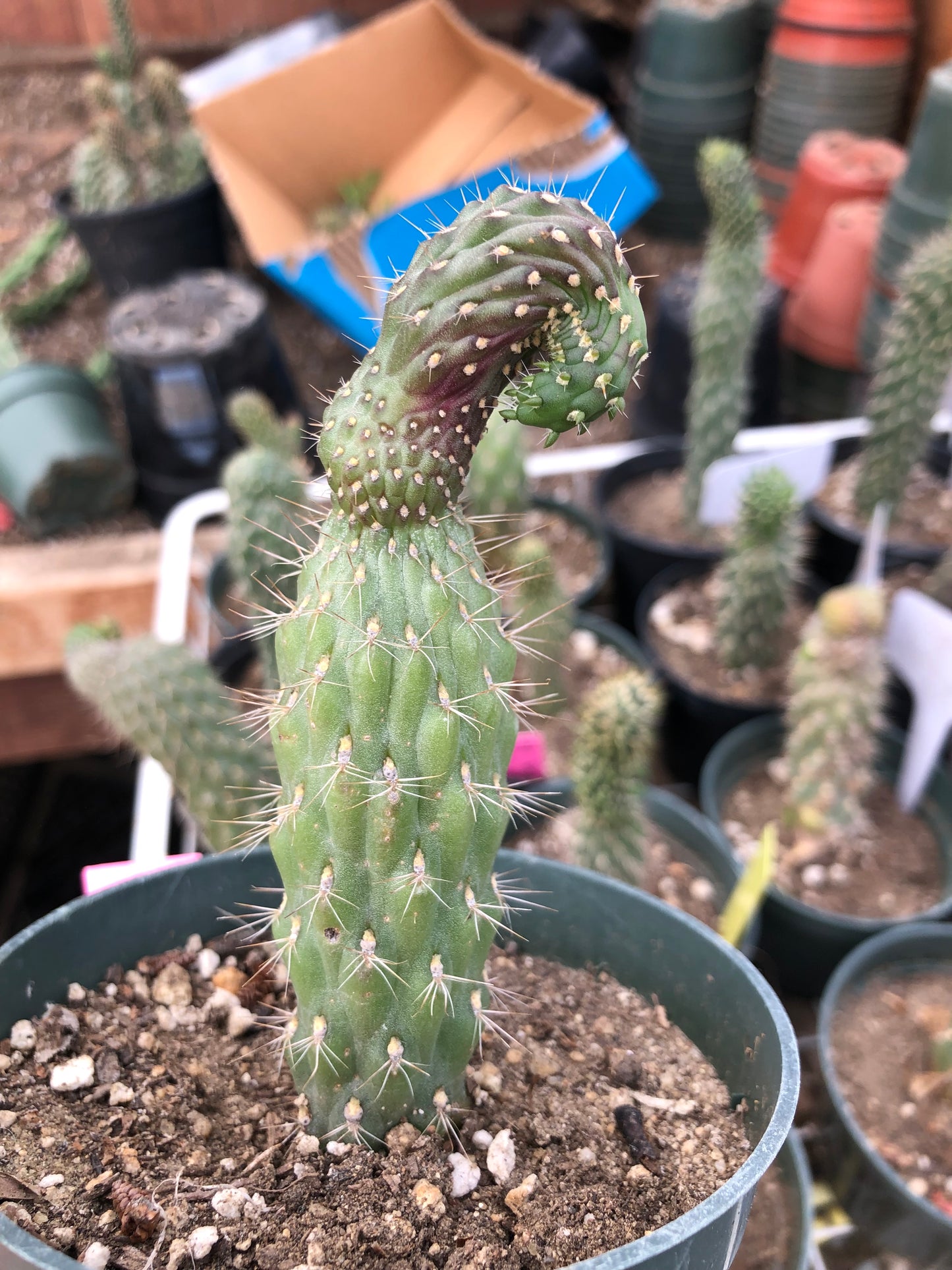 Cylindropuntia fulgida Cholla Boxing Glove Cactus Crest 4.5"Tall #4P