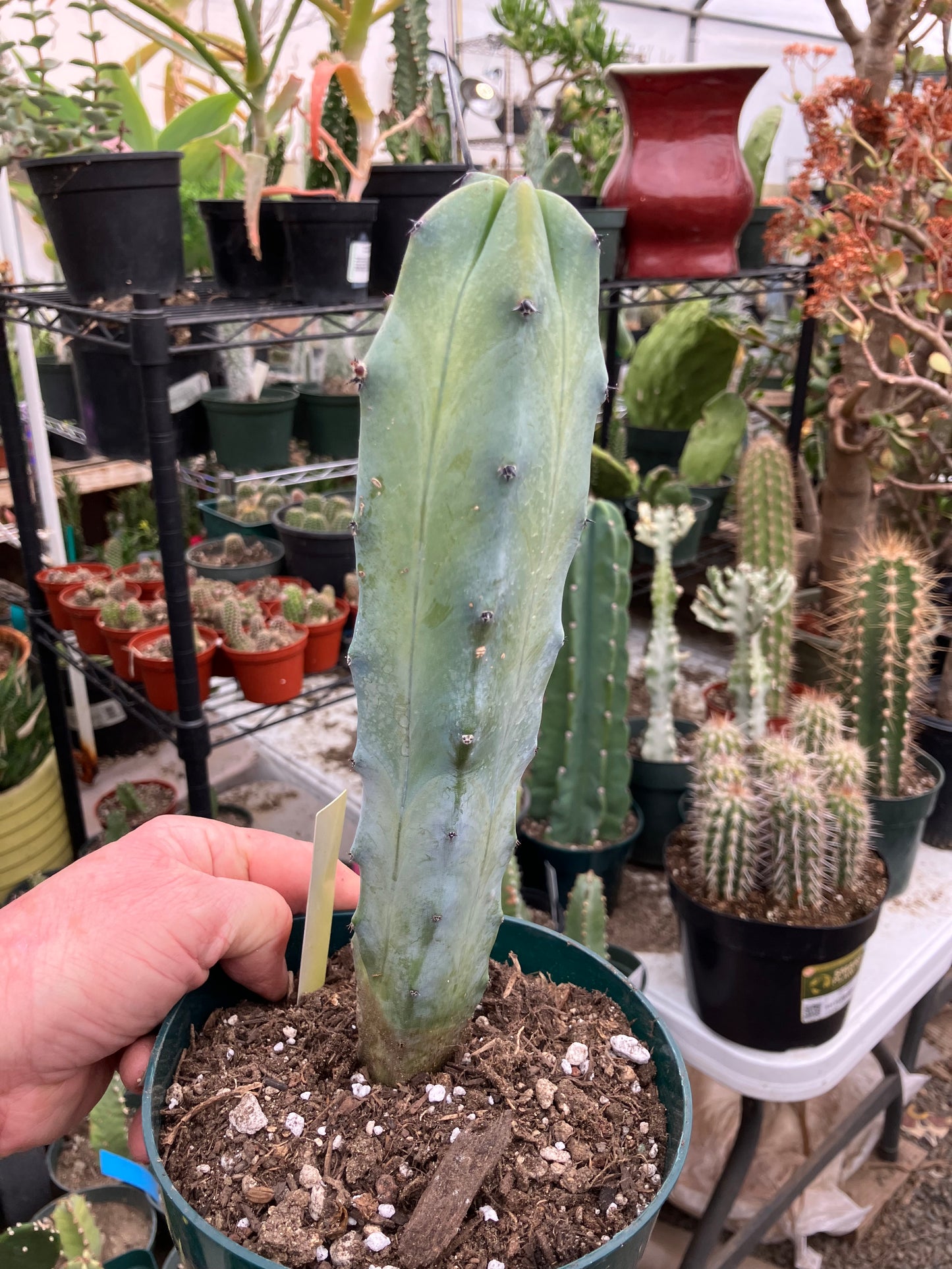 Myrtillocactus cochal Candelabra Cactus 10"Tall 2.5" Wide #6Y