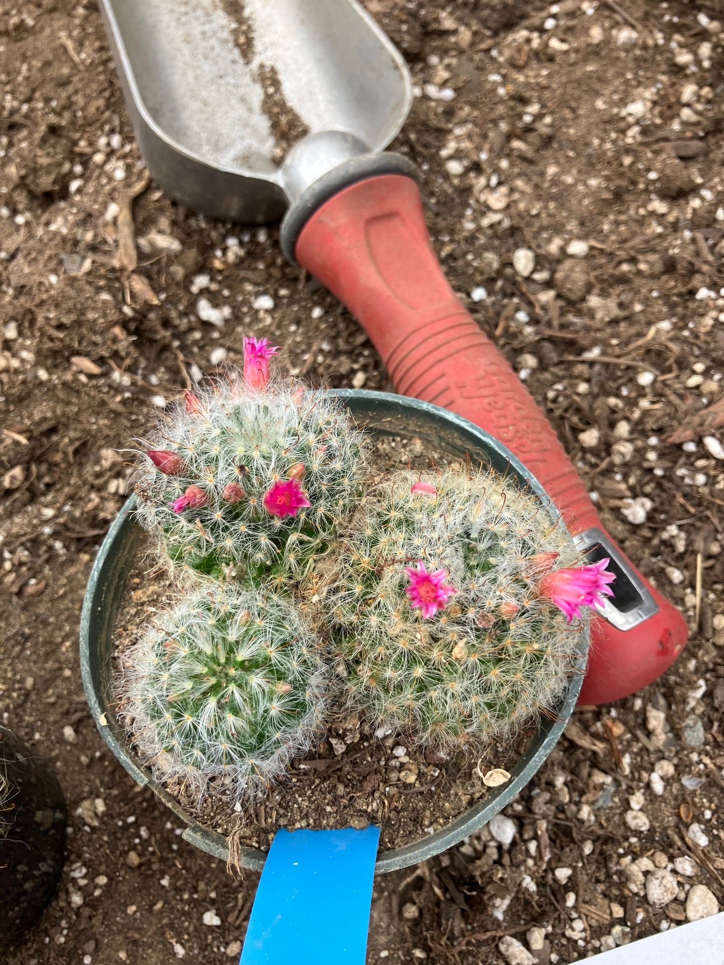 Mammillaria bocasana rosalviflora Powder Puff Cluster 4"W #31B "This Plant"