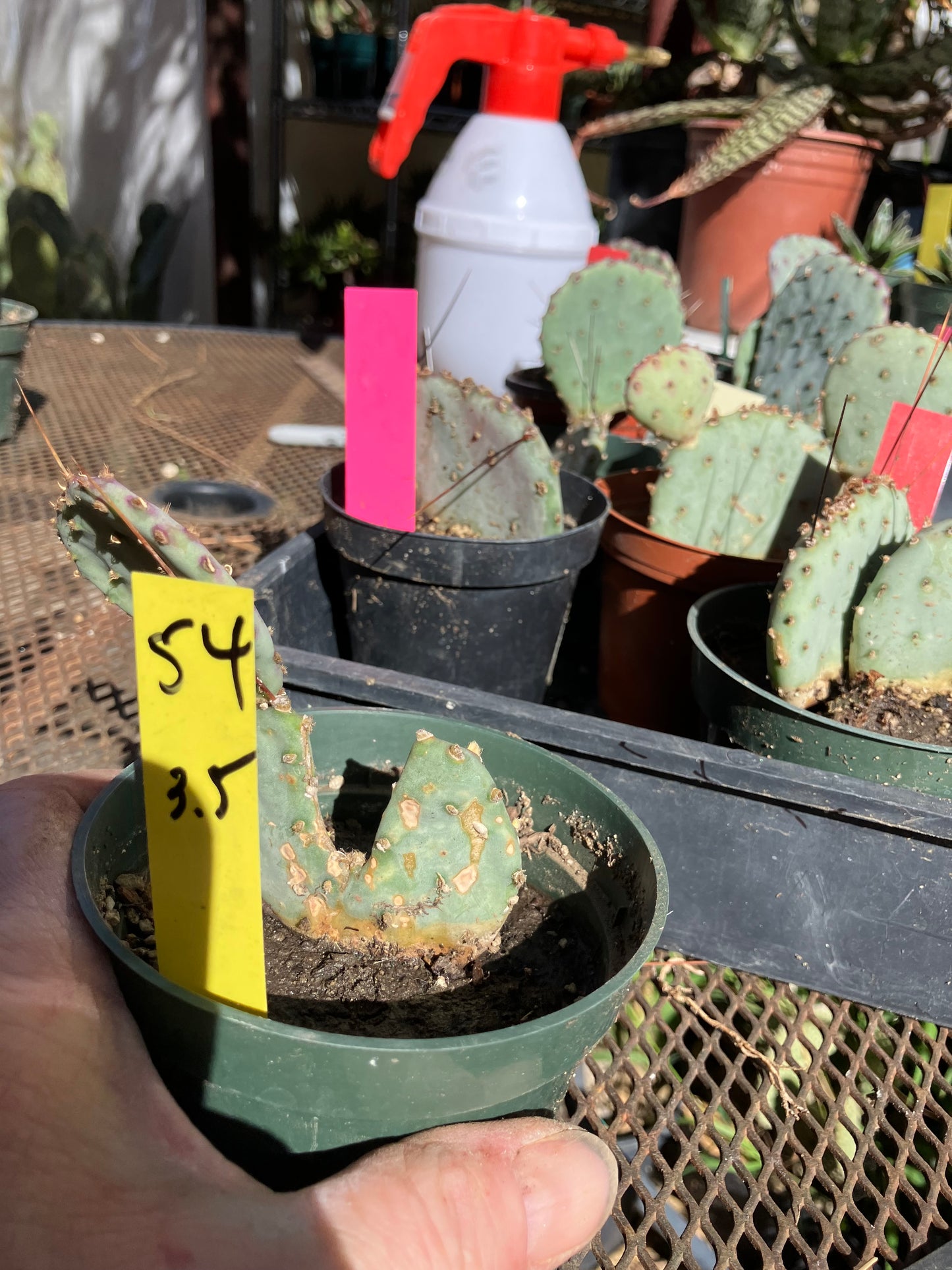 Opuntia Santa Rita Purple Prickly Pear 3.5”Tall #54Y