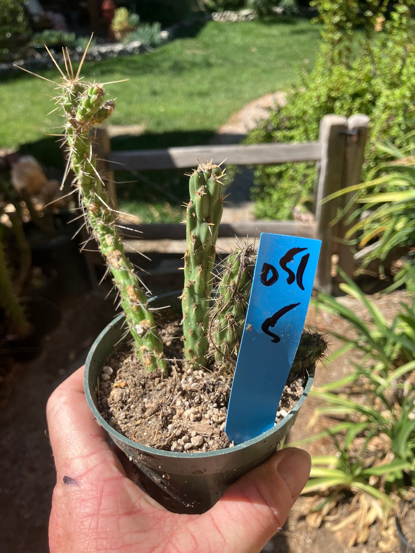 Cholla Cylindropuntia Buckhorn Cactus 5”Tall #051B