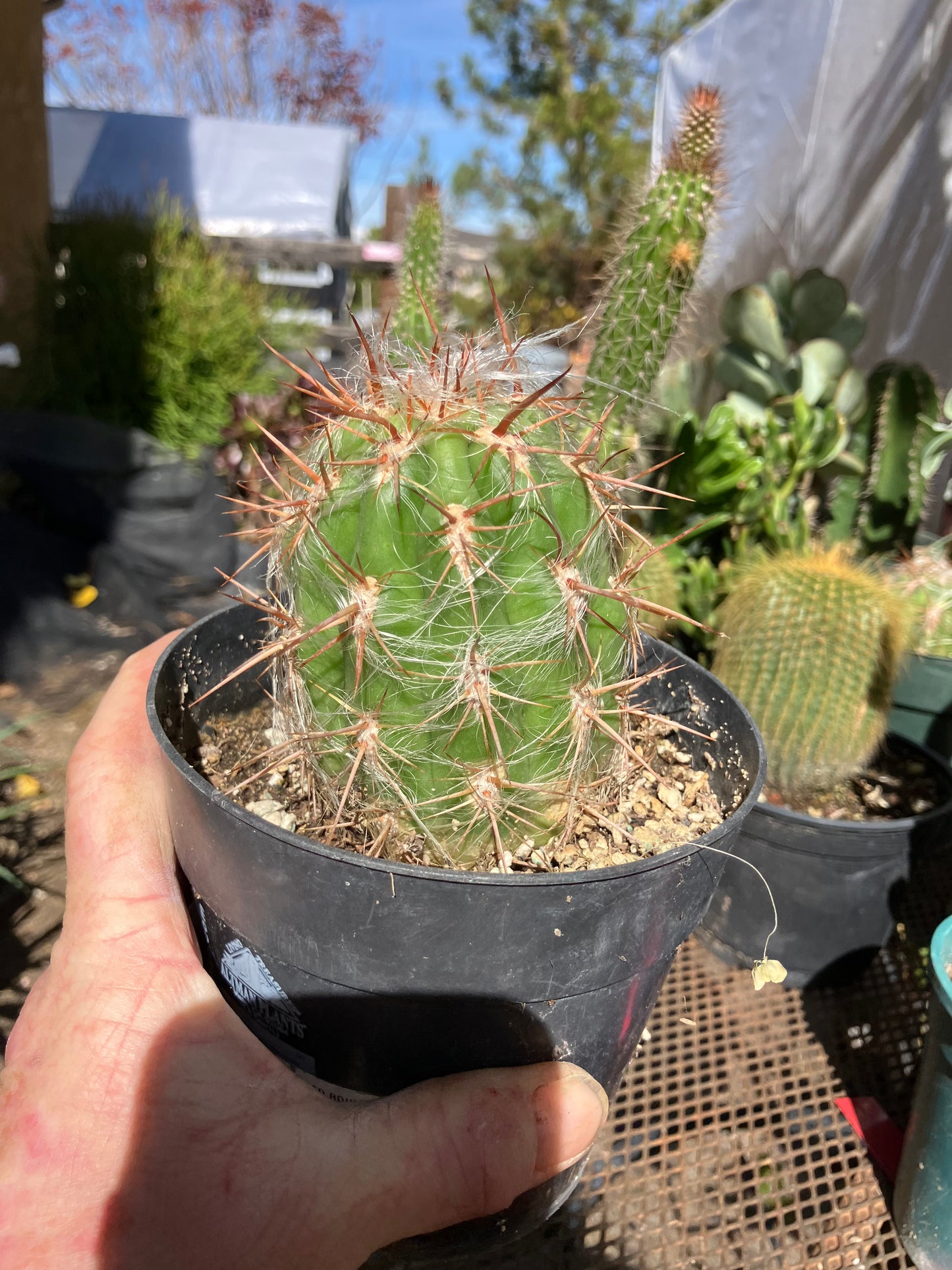 Oreocereus Old Man Andes 4"Tall 3"Wide 11"Circumference #1143P