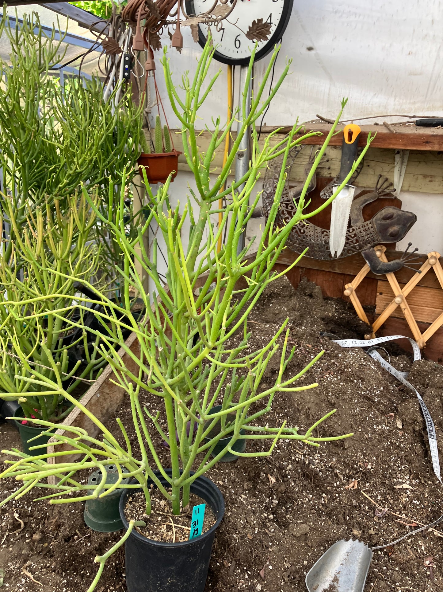 Euphorbia tirucalli Pencil Cactus/Succulent 31"Tall 19"Wide #11G