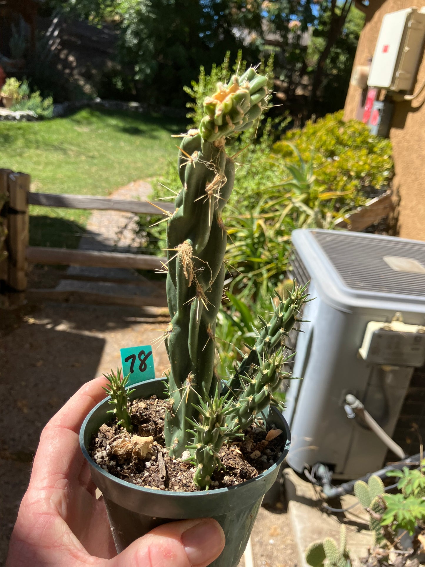 Cholla Cylindropuntia Buckhorn Cactus 9”Tall #78G