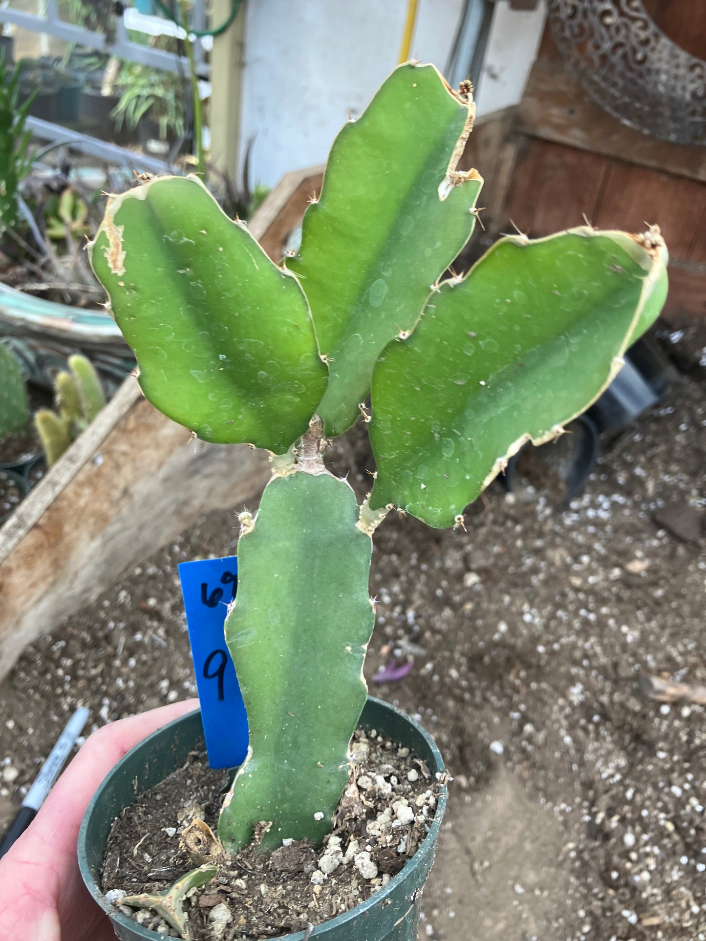 Dragon Fruit Plant Rooted Pitaya or Pitahaya 9" Tall #68B