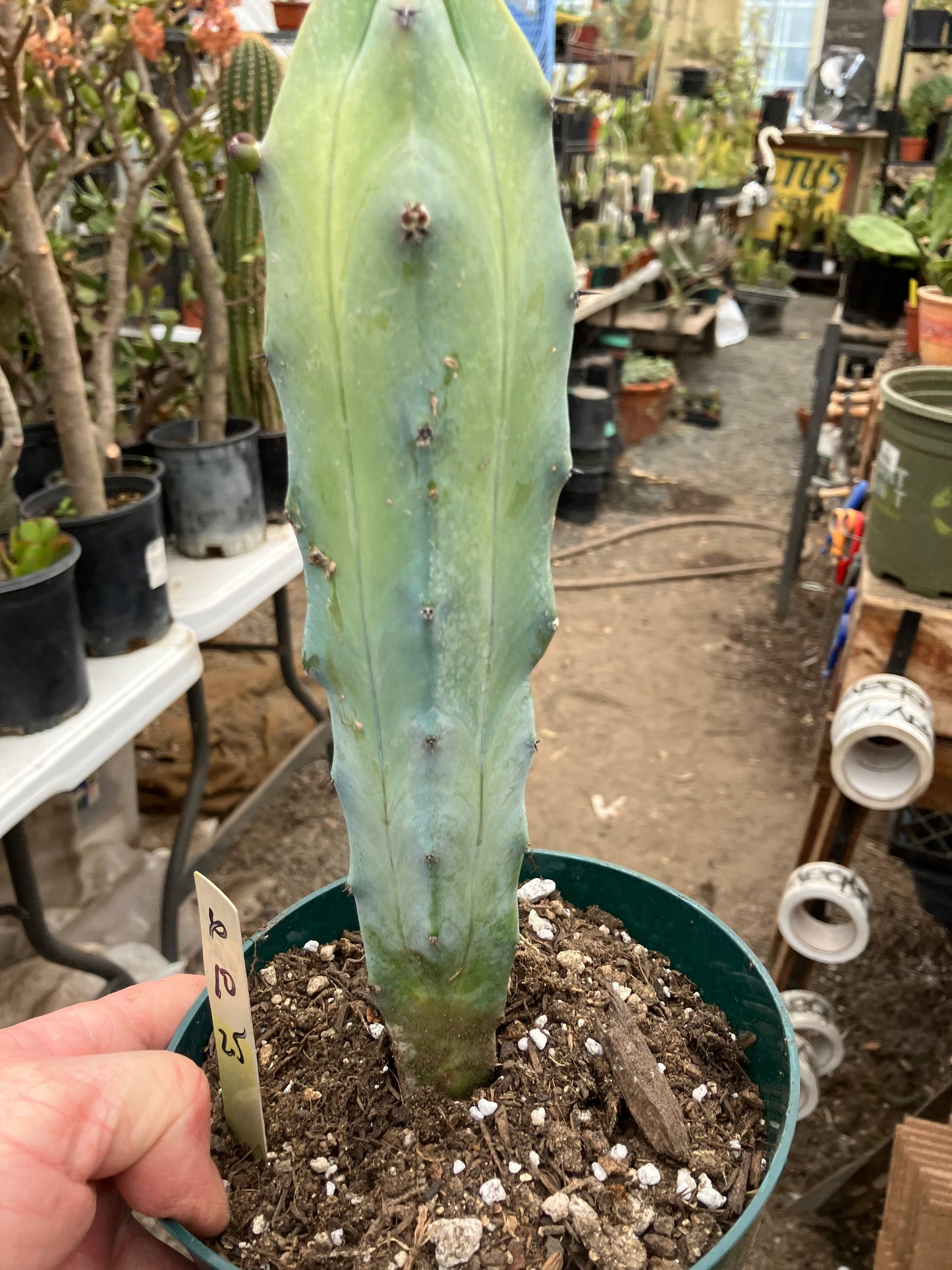 Myrtillocactus cochal Candelabra Cactus 10"Tall 2.5" Wide #6Y