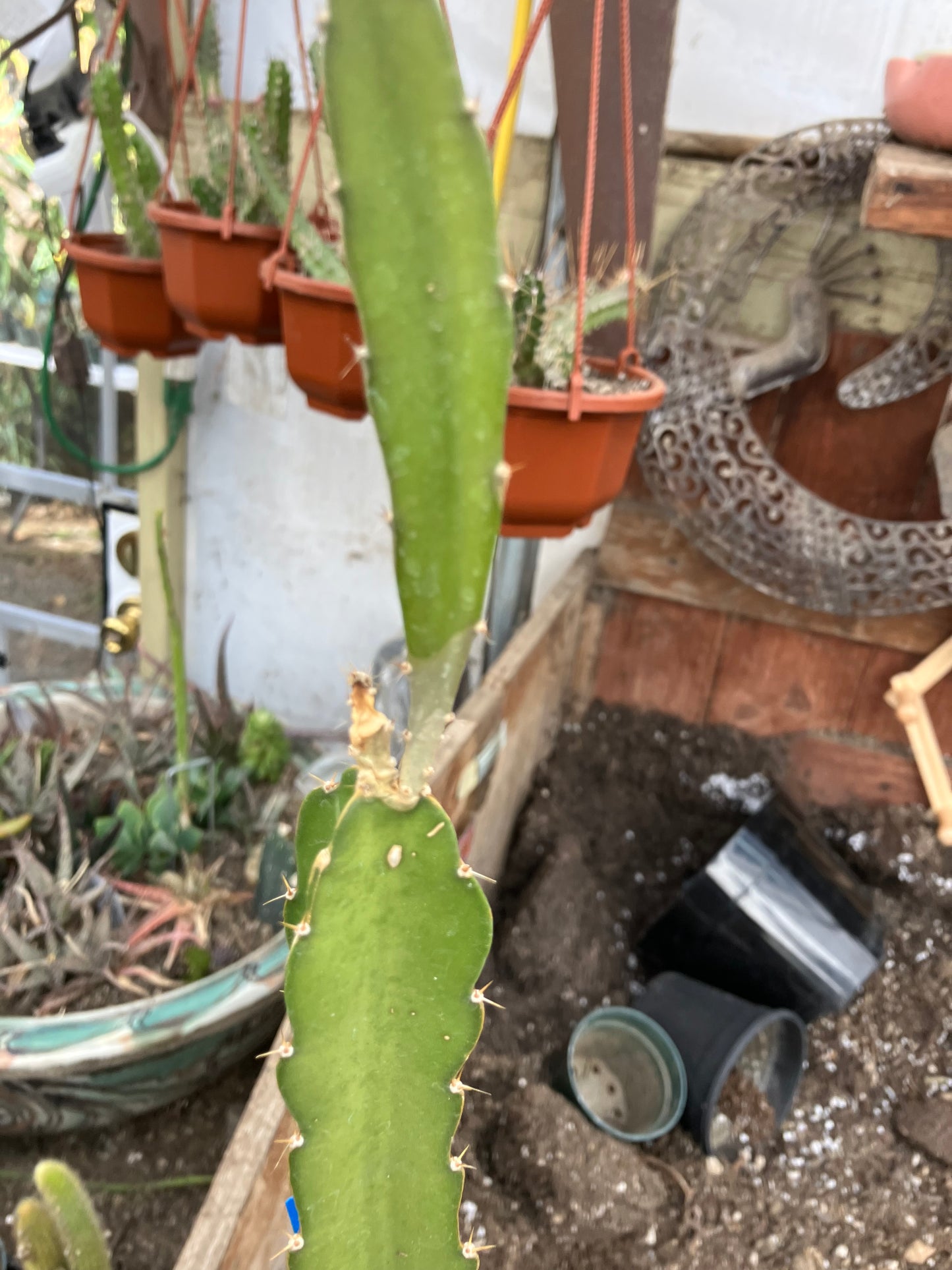 Dragon Fruit Plant Rooted Pitaya or Pitahaya 13" Tall #916B