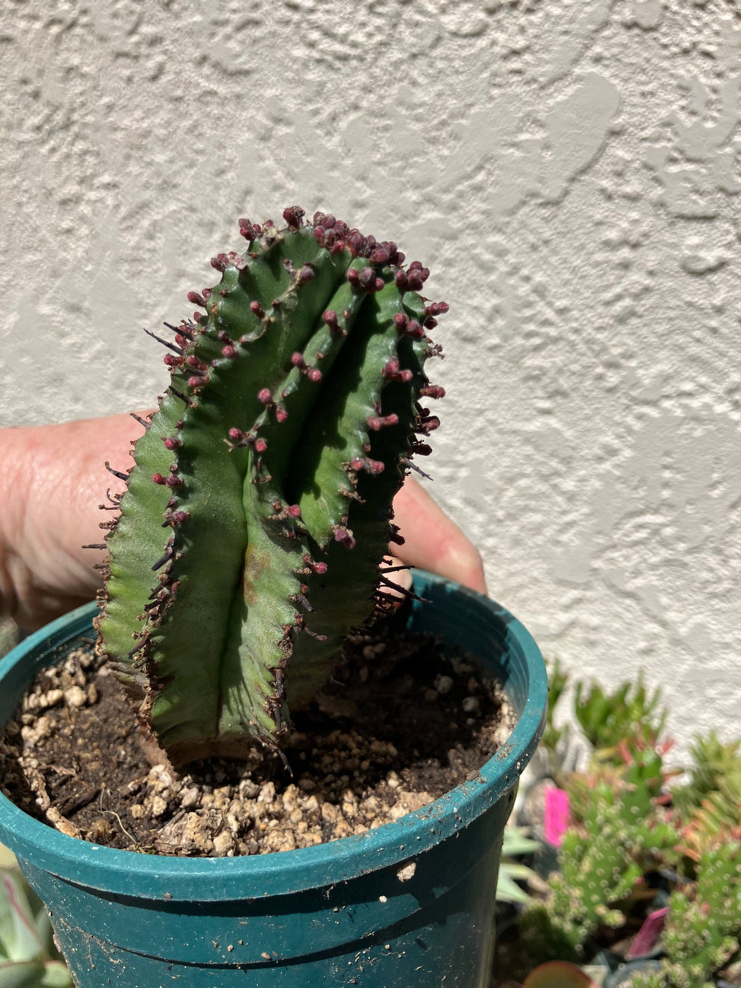 Euphorbia anoplia Green Tanzanian Zipper 5"Tall #15B