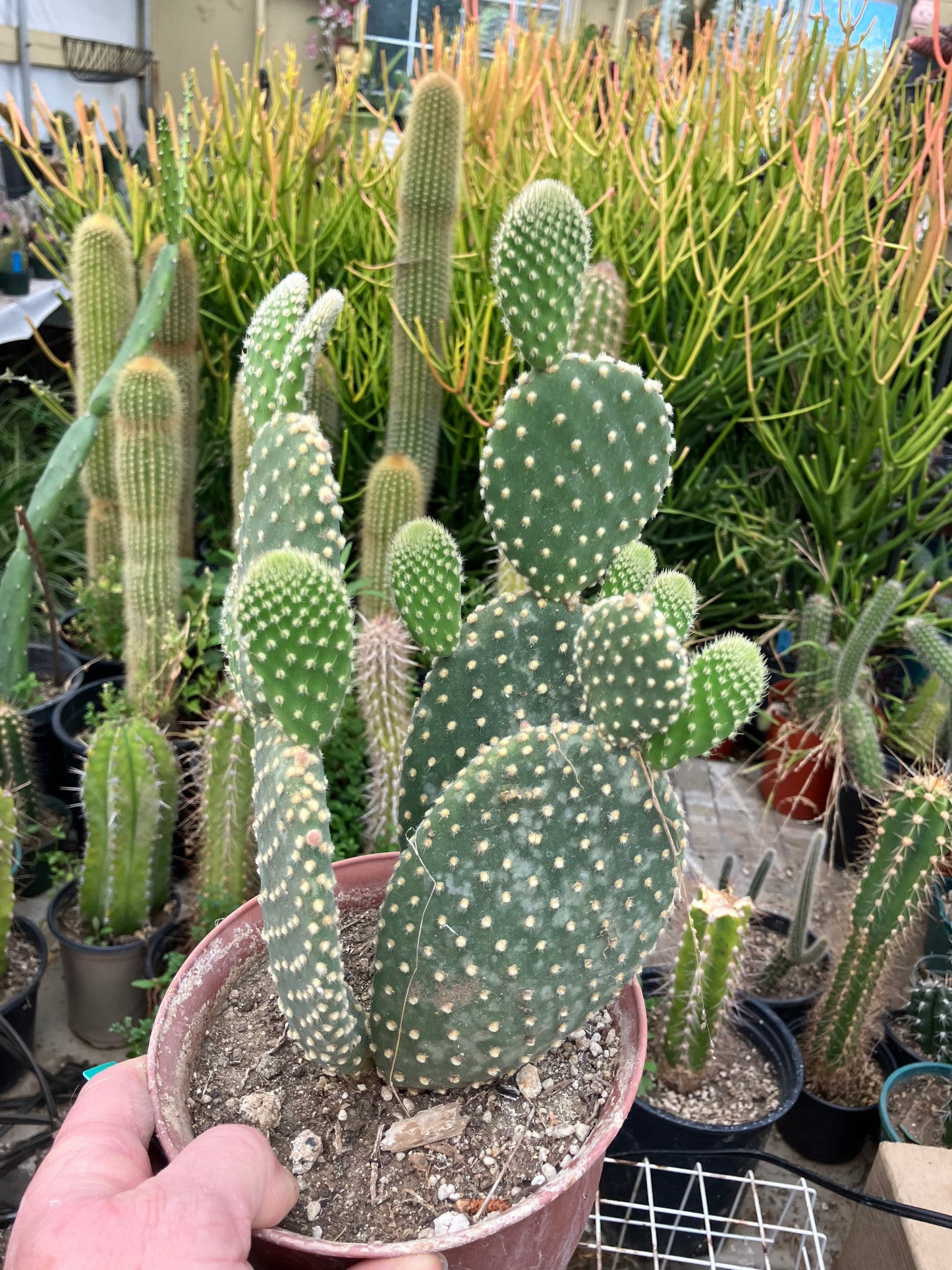 Opuntia microdasys Off White Bunny 8"Tall #6G