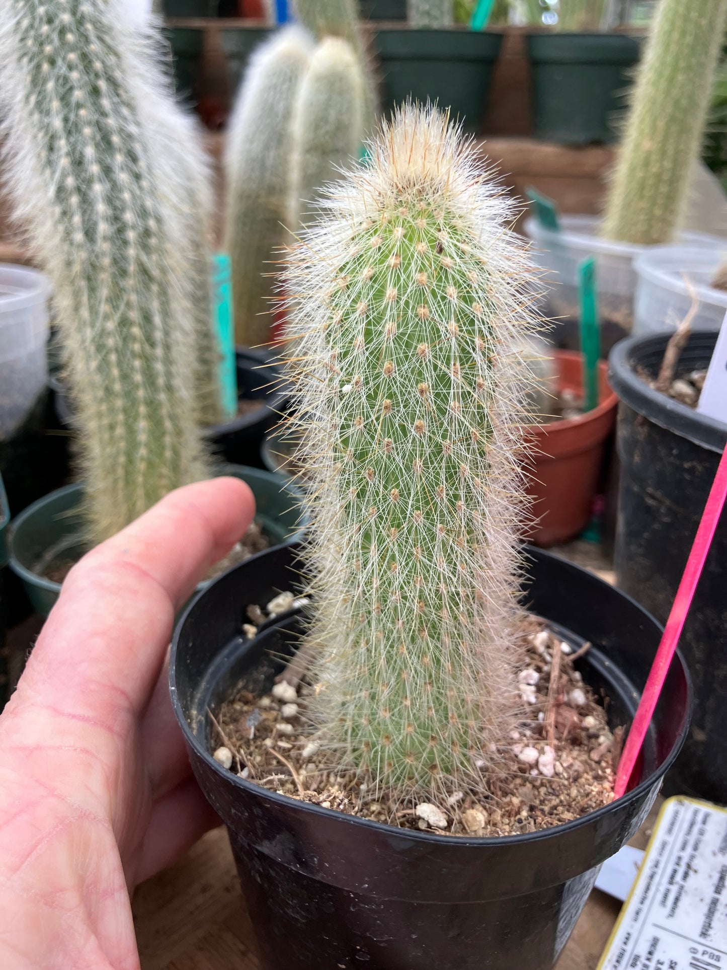 Cleistocactus tupizensis Silver Pole/Torch Cactus 3.5”Tall #53P