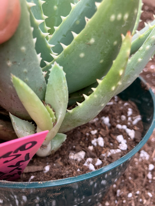 Aloe Brevifolia Short Leaf Aloe  Succulent 5"Tall 7" Wide #30P