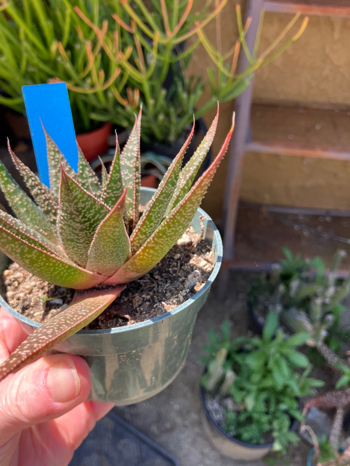 Guinea-fowl aloe  Aristaloe aristata 4”Wide #41B