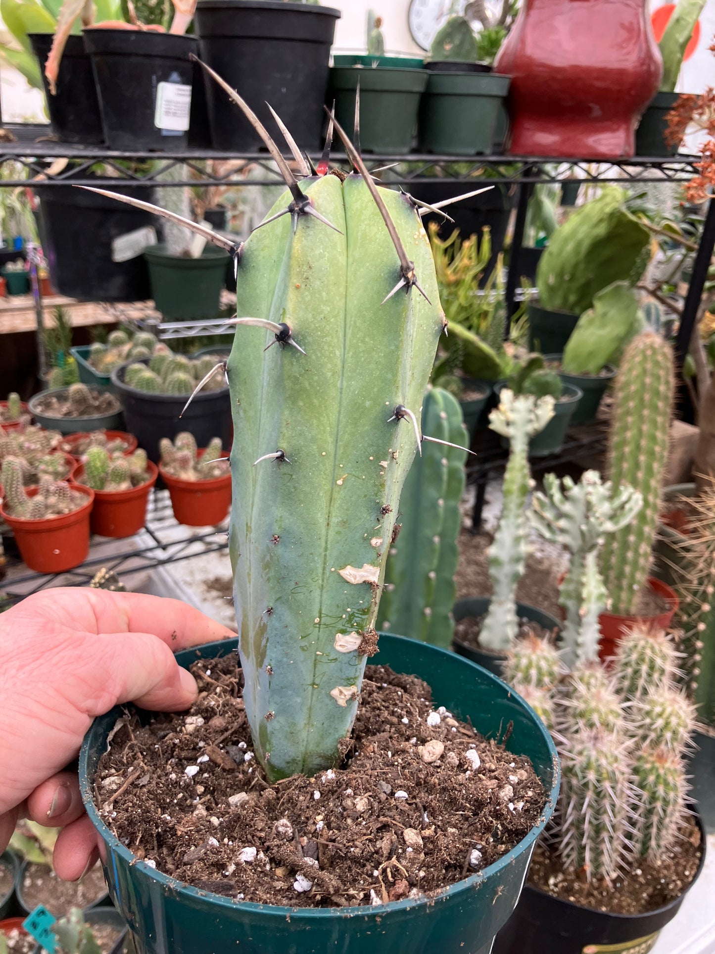 Myrtillocactus cochal Candelabra Cactus 8"Tall 2.5" Wide #5W