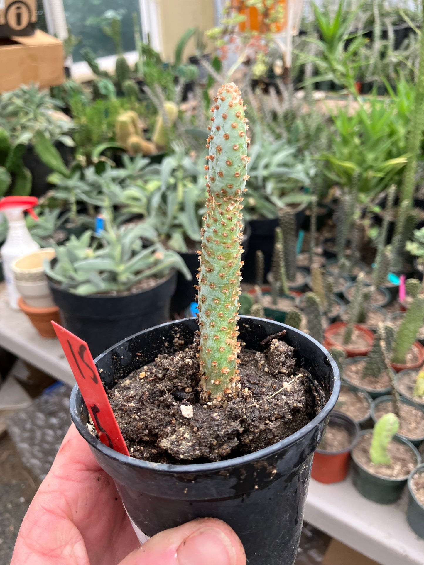 Opuntia Basilaris Beavertail Cactus 5"Tall #15R