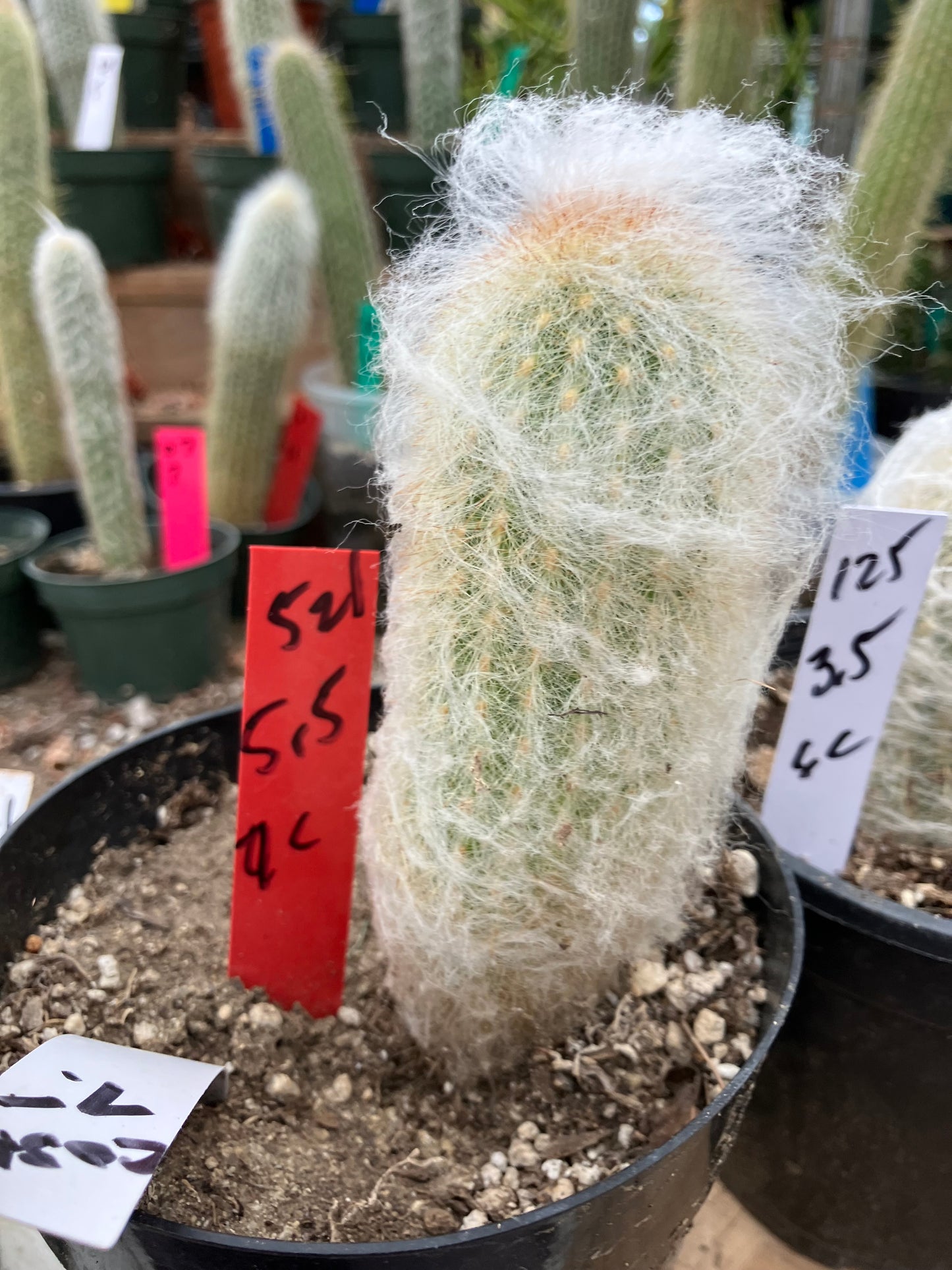 Espostoa lanata Old Man of the Mountain 5.5"Tall 9"Circumference #521R