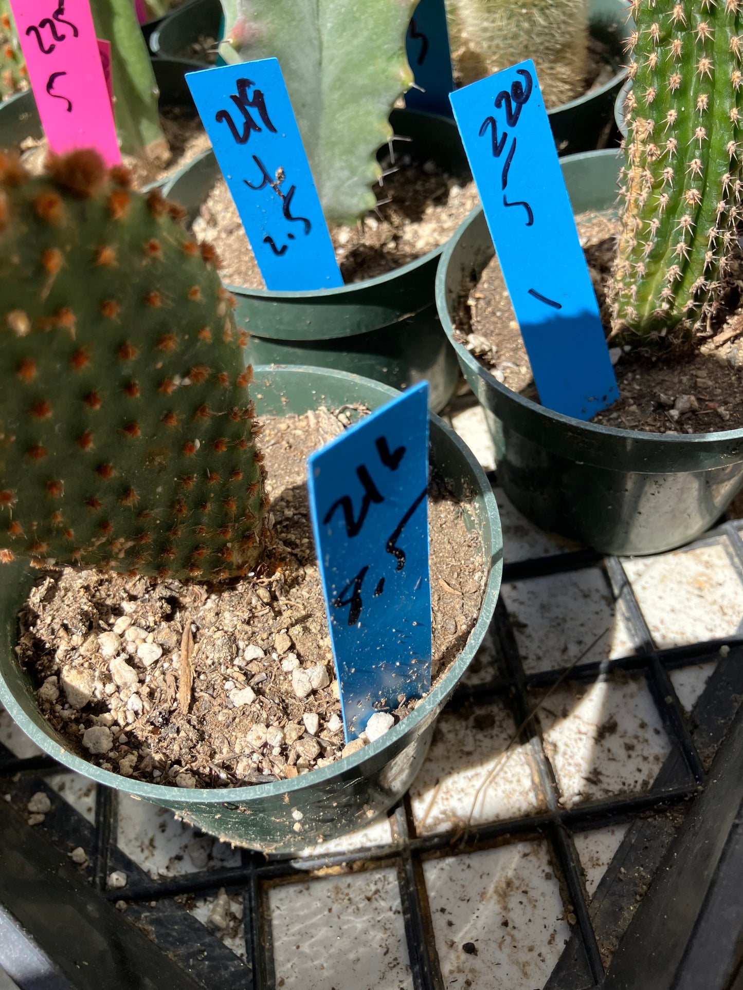 Opuntia microdasys Cinnamon Bunny Ears 8.5"Tall #216B