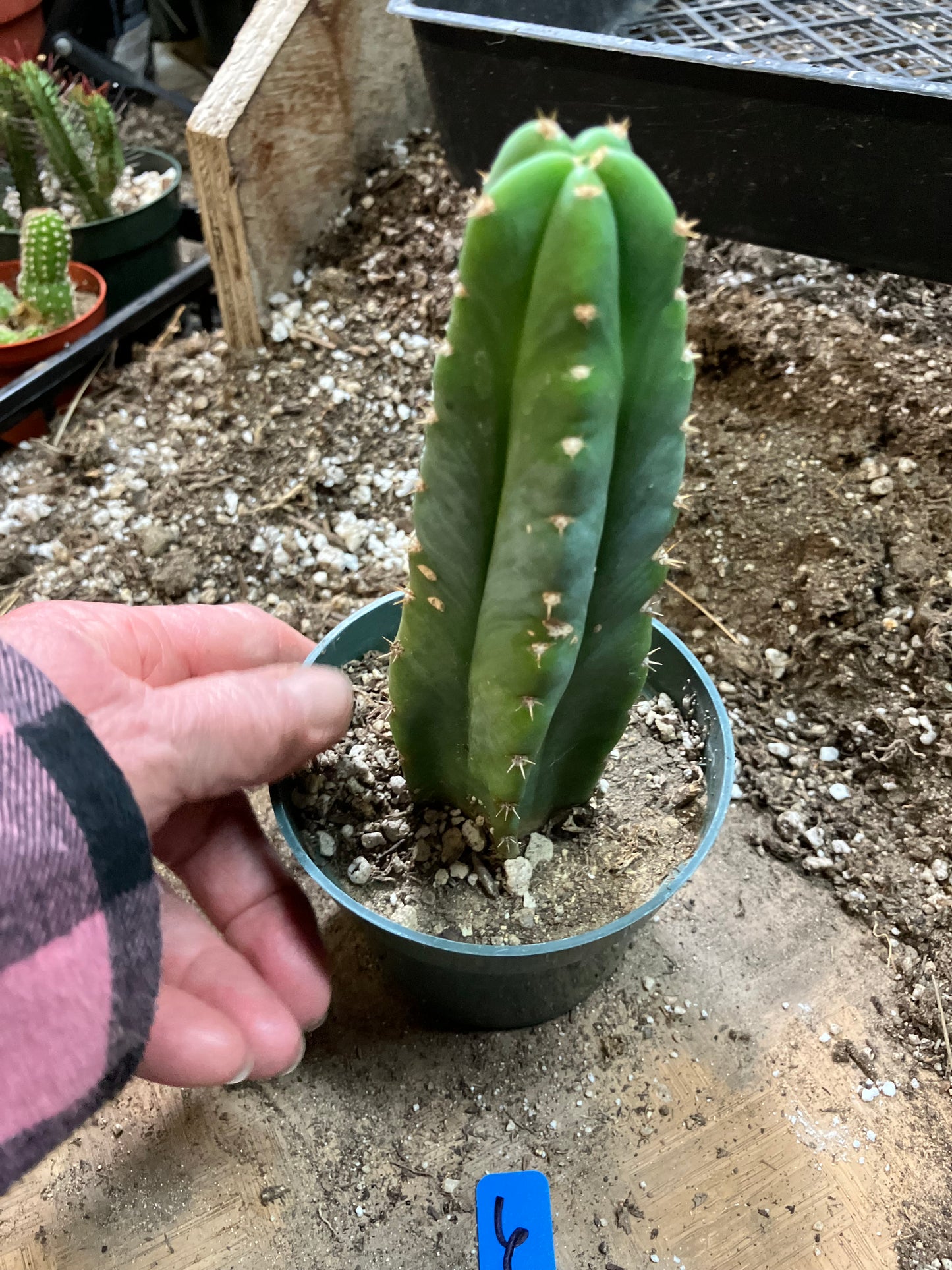 San Pedro Cactus - Trichocereus pachanoi 6"Tall #6B