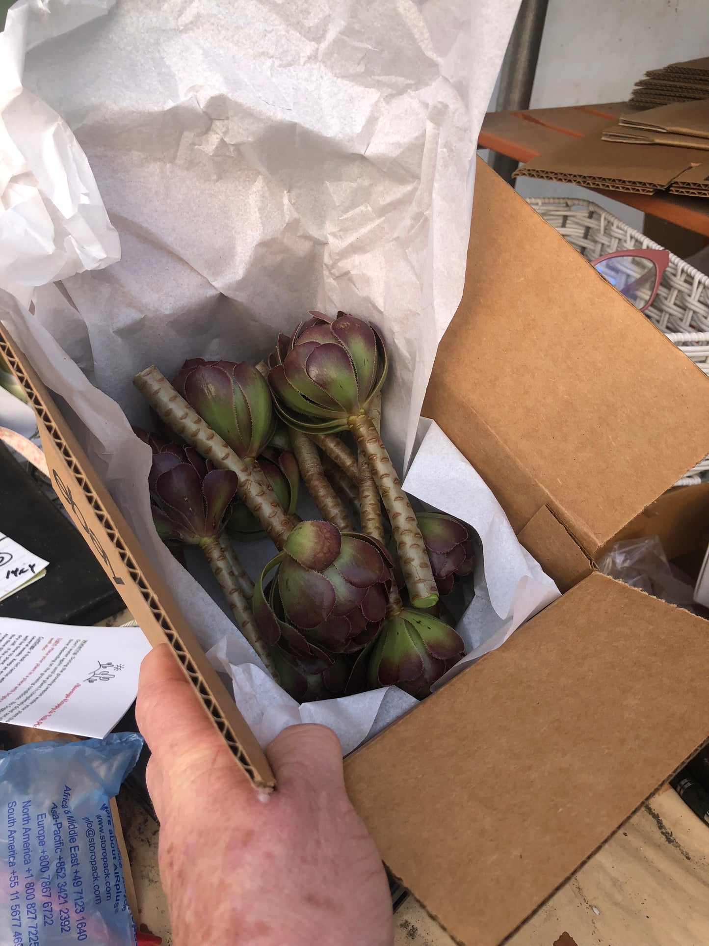 Red Aeonium "Jack Catlin" Twelve (12) Beautiful 6" Tall UnRooted Cuttings