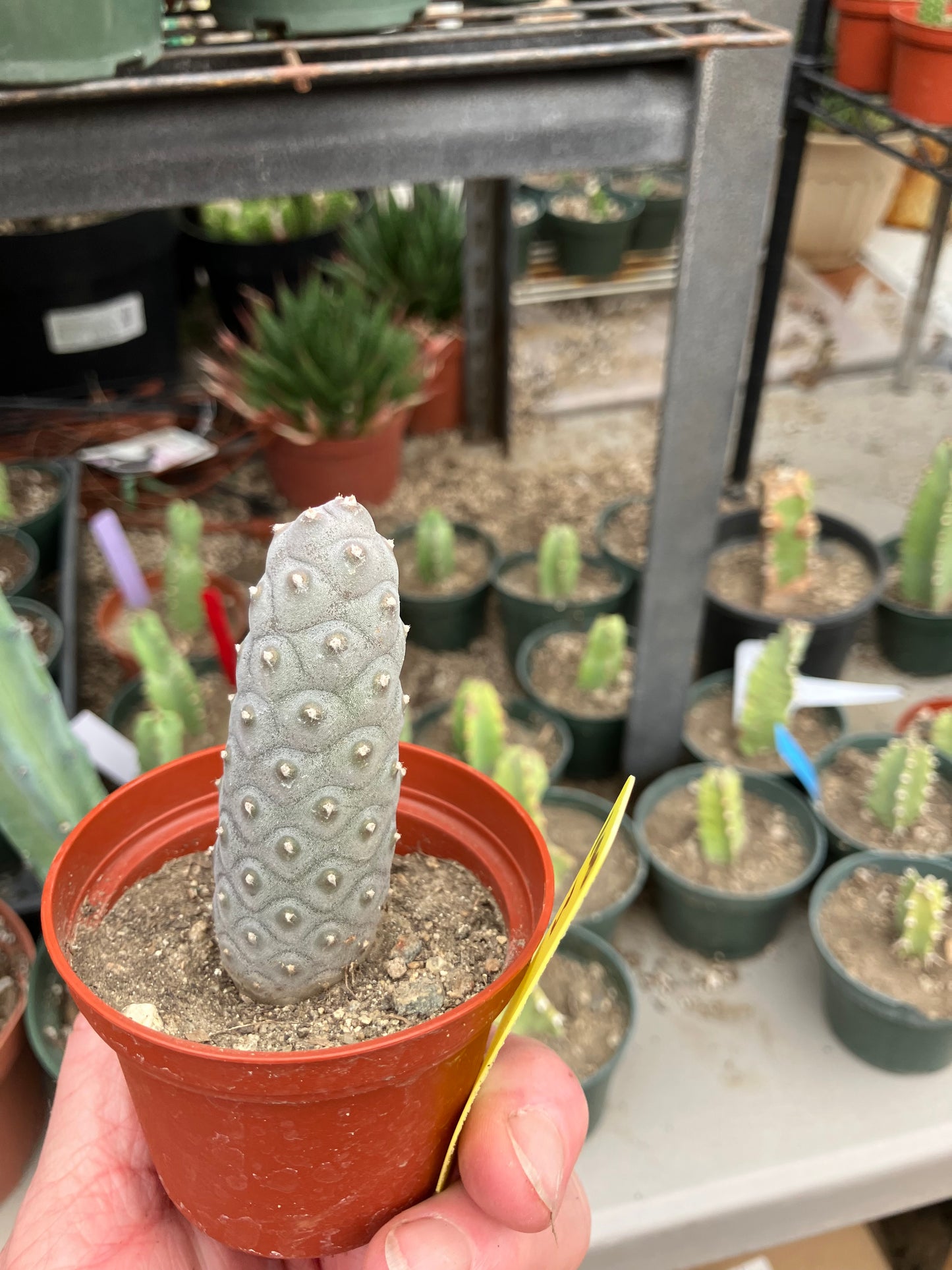 Pine Cone Cactus Tephrocactus~ articulatus var. diadematus Pinecone 3"Tall #100Y