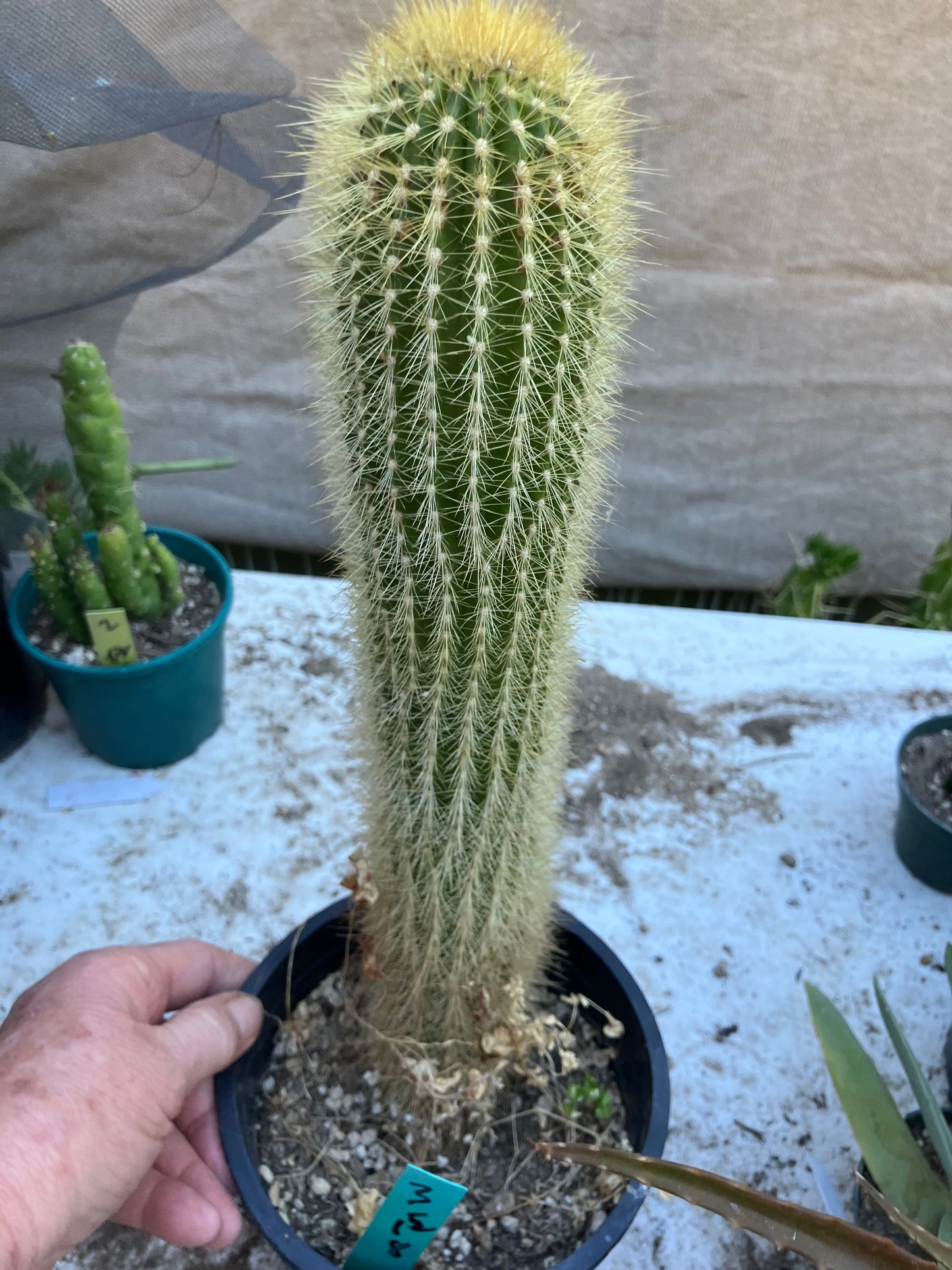 Weberbauerocereus winterianus Golden Fast Growing Columnar 15"Tall 8" circ. #3G