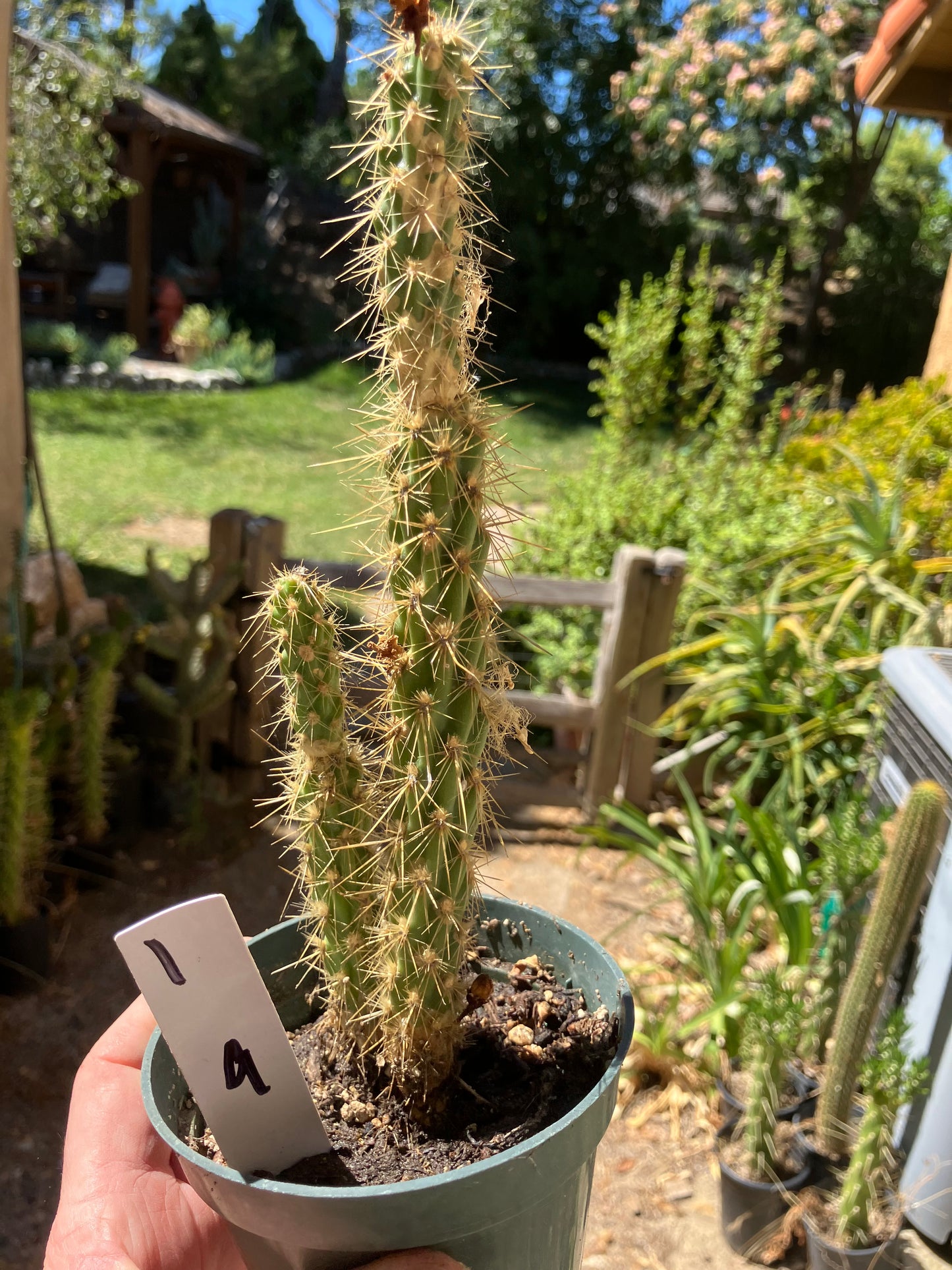 Cholla Cylindropuntia Buckhorn Cactus 10”Tall #1W