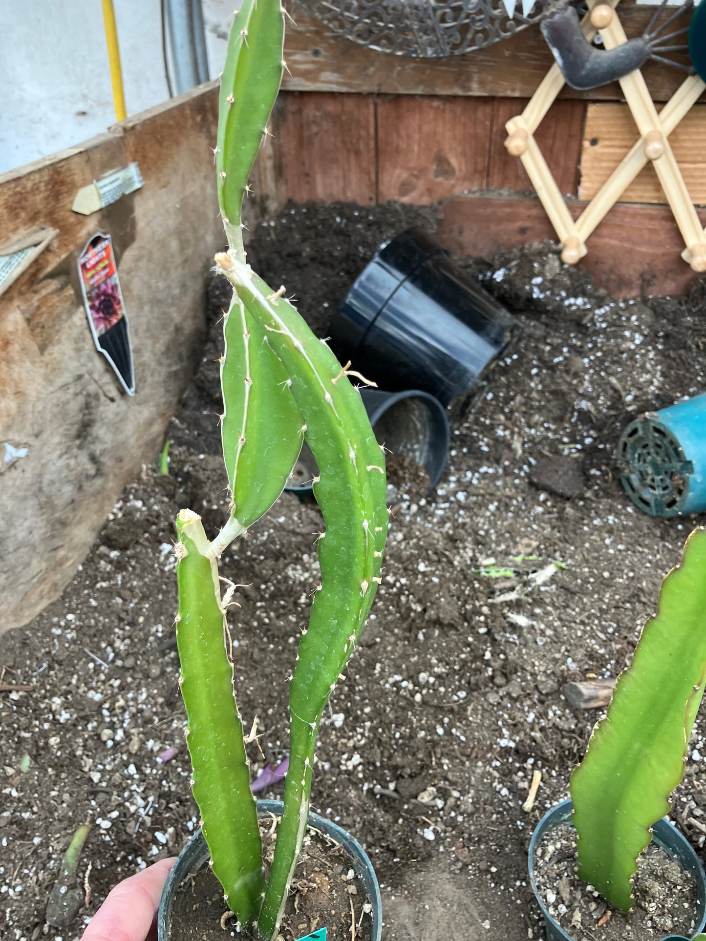 Dragon Fruit Plant Rooted Pitaya or Pitahaya 16" Tall #16G
