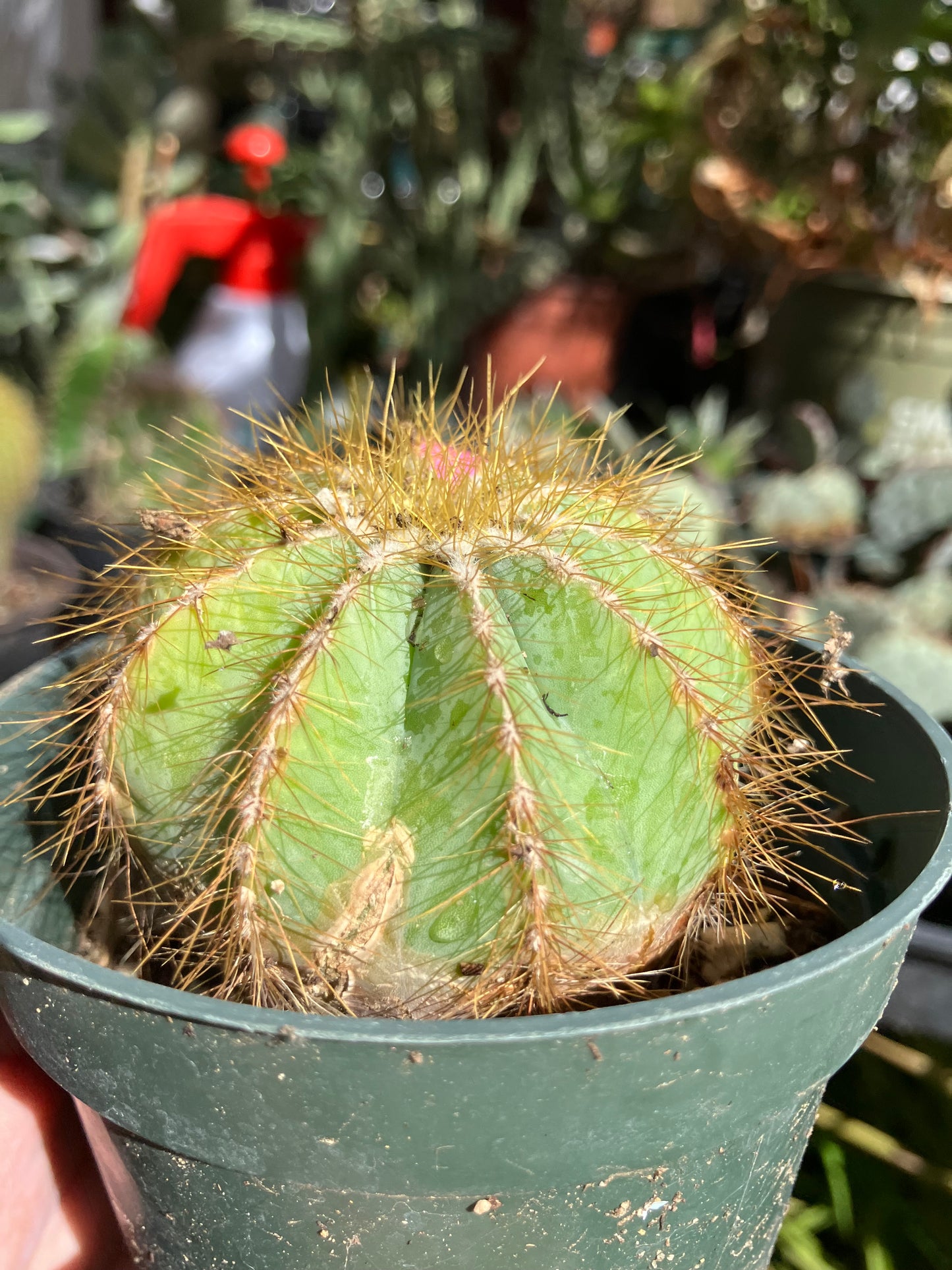 Notocactus Magnificus  Balloon Cactus Fast Grower 2” Tall, 2" Wide #22p