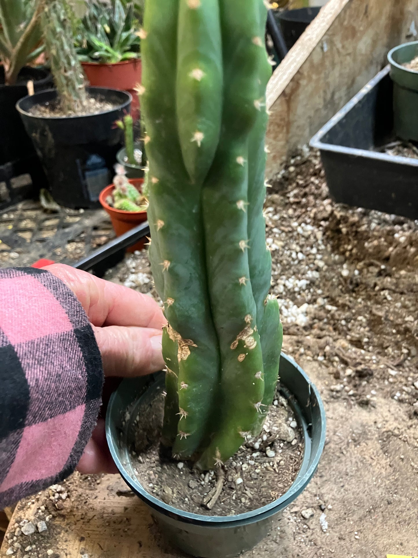San Pedro Cactus - Trichocereus pachanoi 8" Tall #8Y