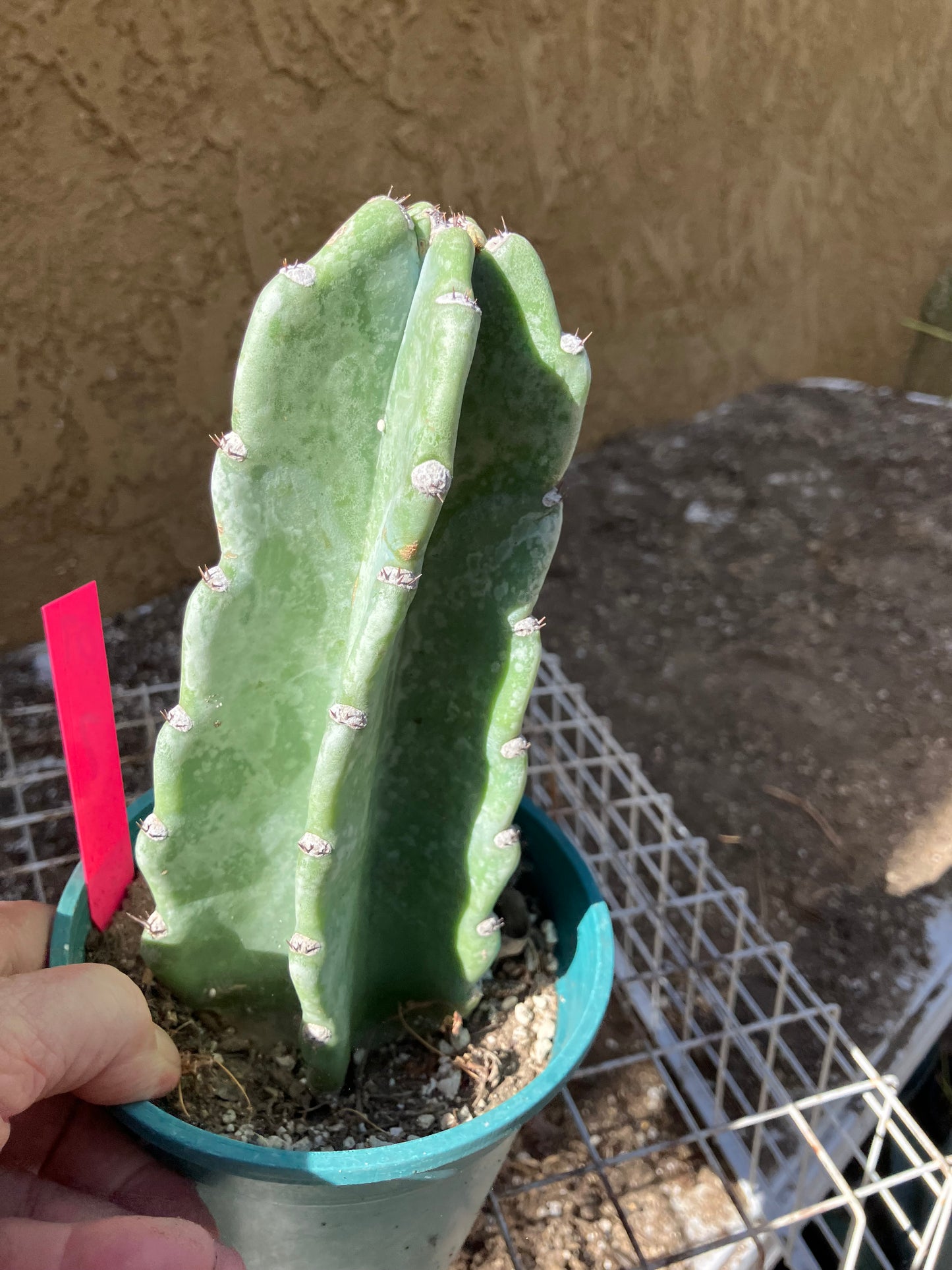 Cereus Peruvianus Night Blooming 7”Tall #07P