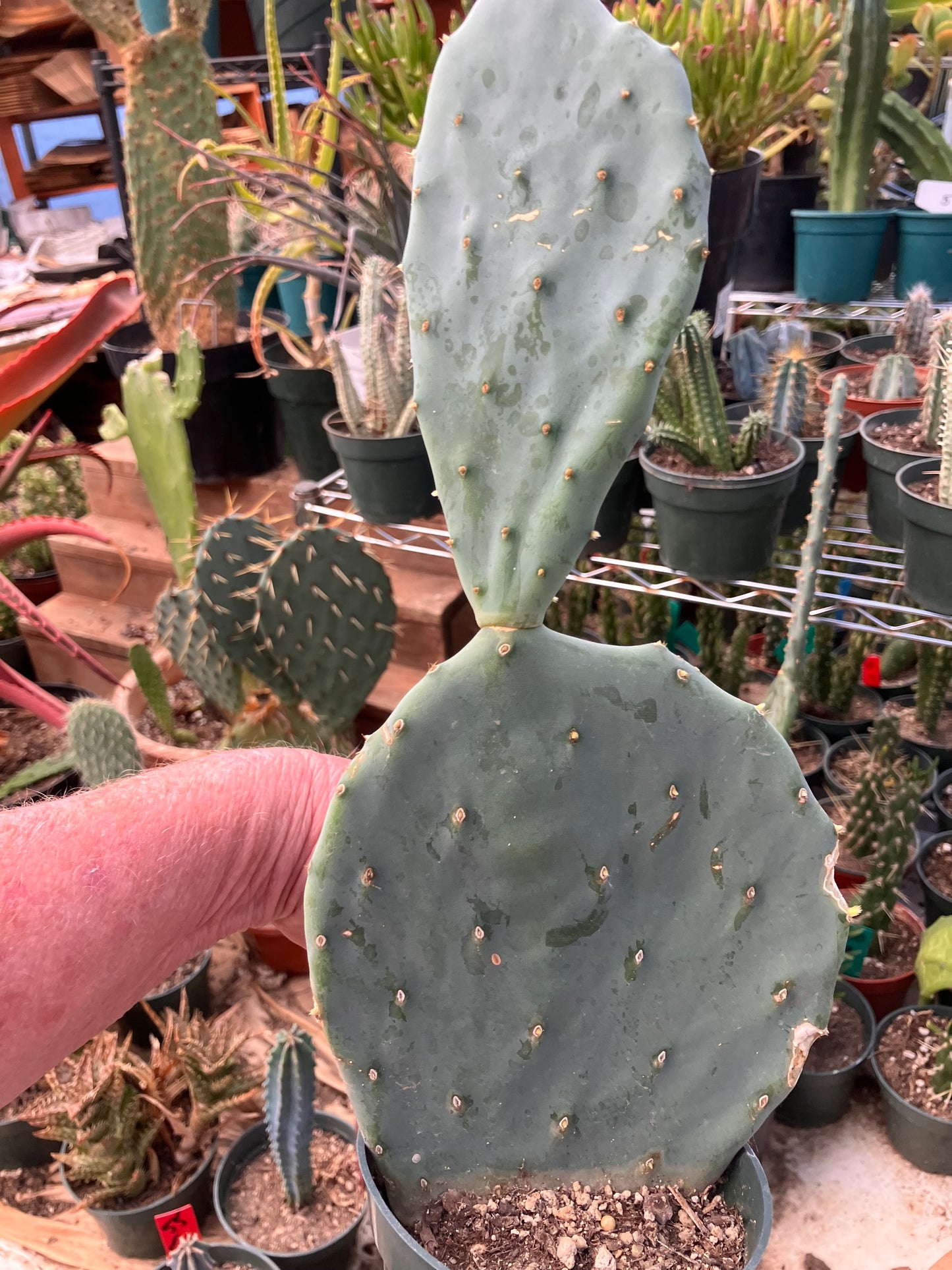 Opuntia robusta Dinner Plate Nopal Silver Dollar Cactus 11.5"Tall 5”Wide #112B