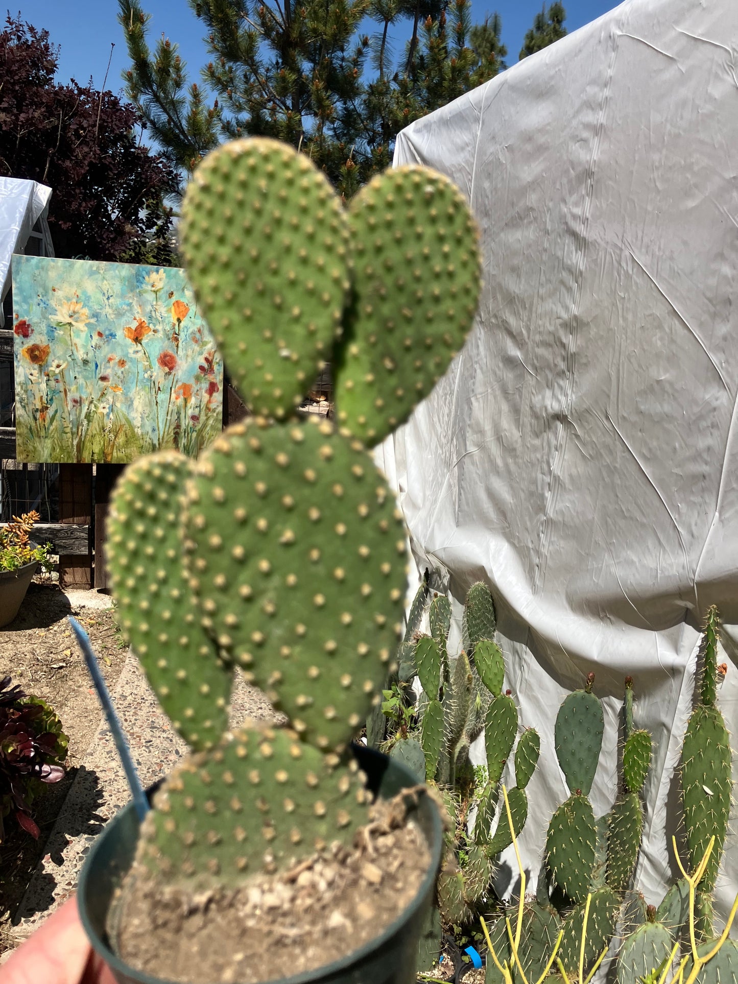 Opuntia microdasys Off White Bunny 8"Tall #100B