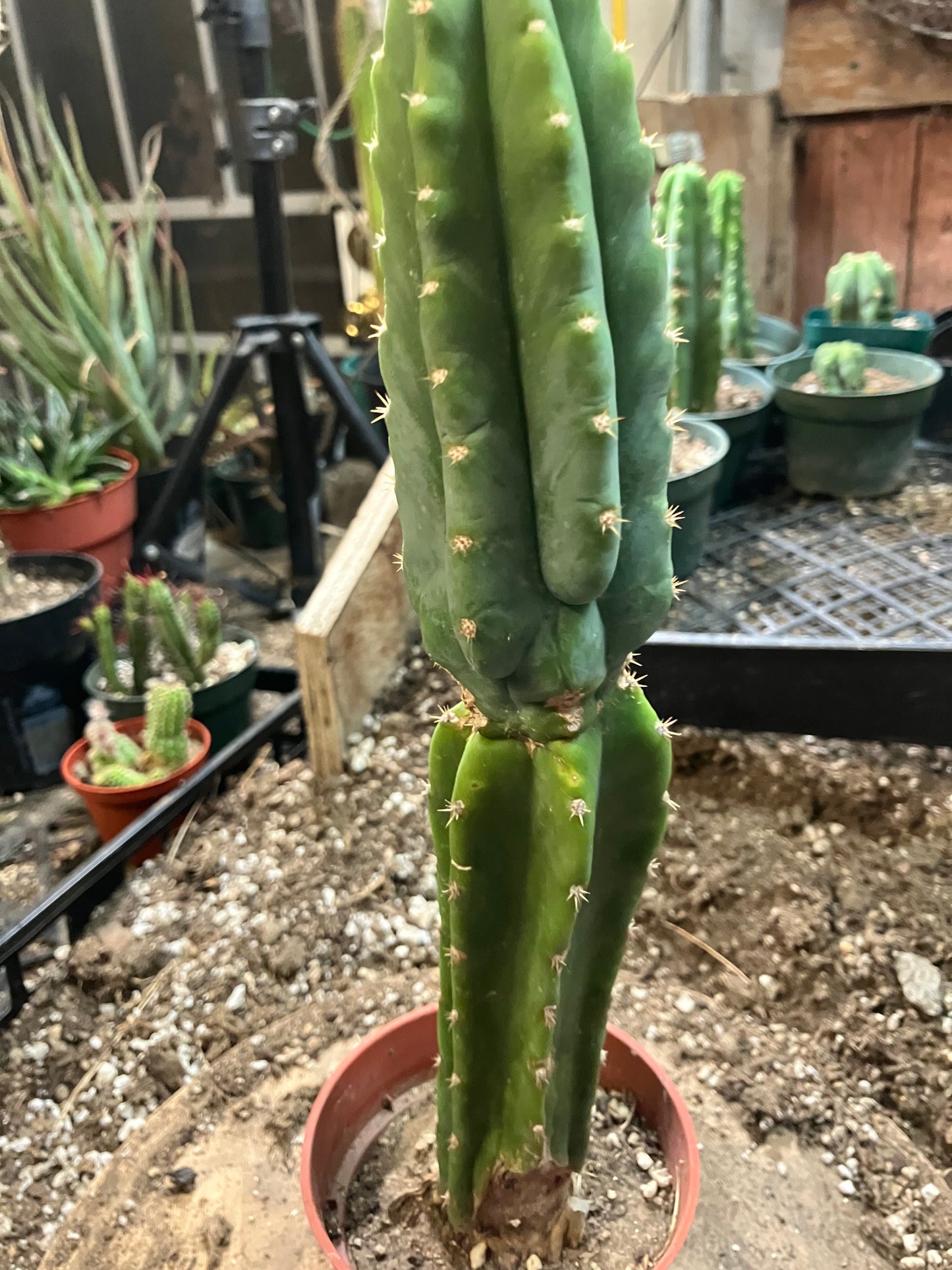San Pedro Cactus - Trichocereus pachanoi 11" Tall #99W