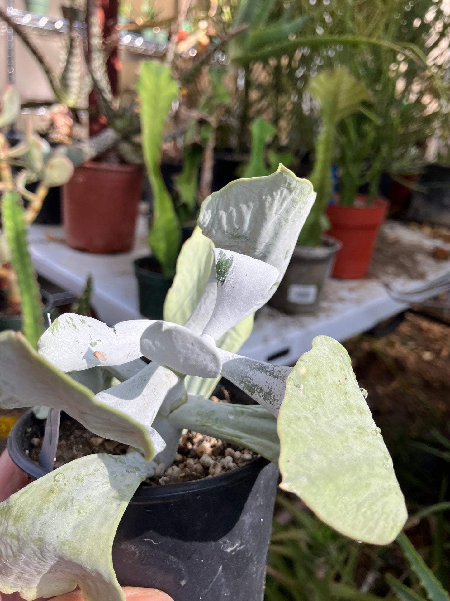 Cotyledon Silver Waves Succulent 5.5"Tall #27W