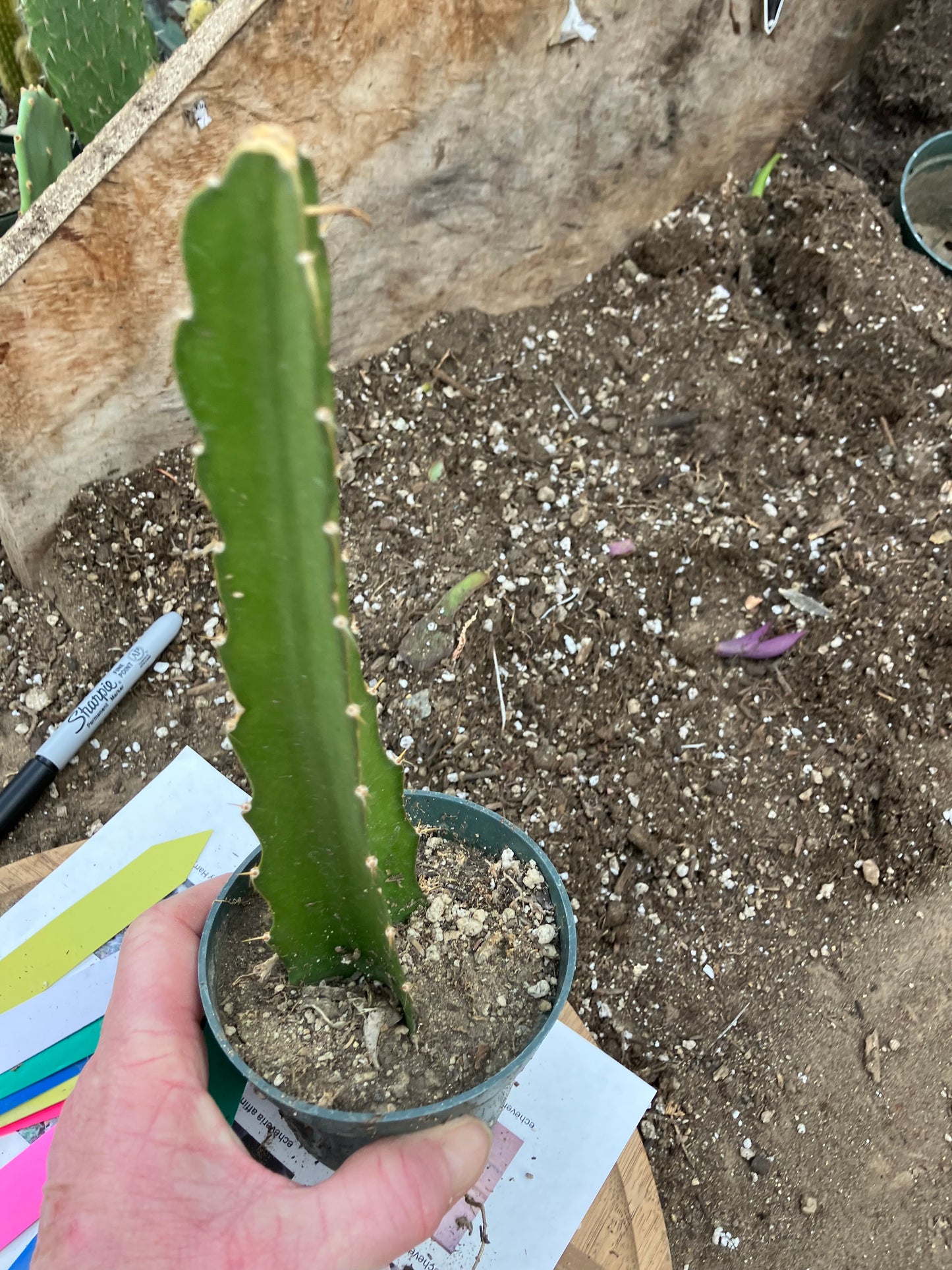 Dragon Fruit Plant Rooted Pitaya or Pitahaya 16" Tall #969G