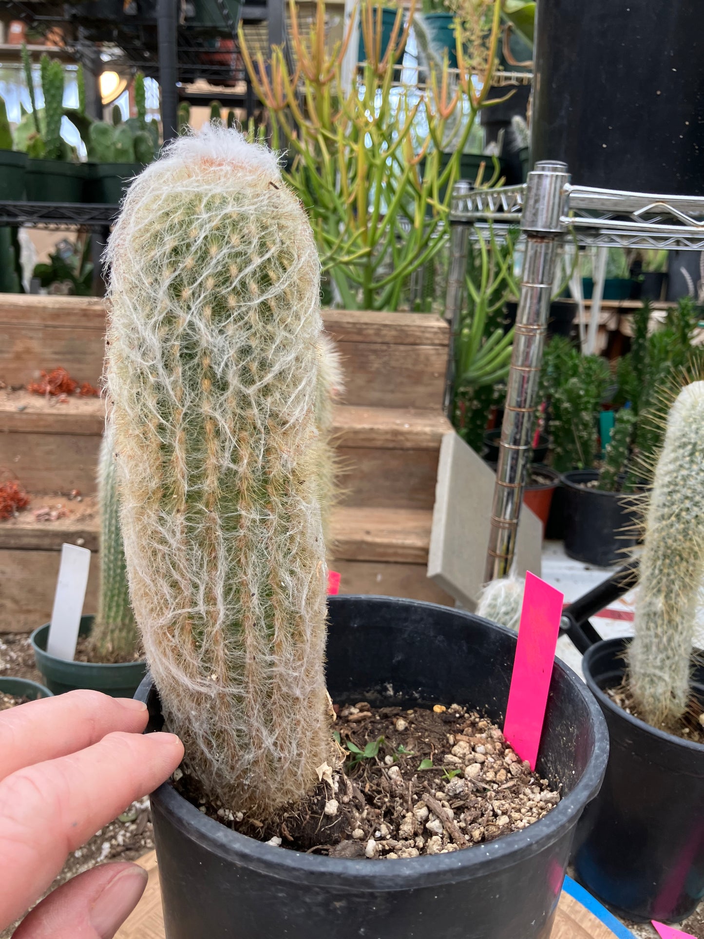 Espostoa lanata Old Man of the Mountain 9.5"Tall 8"Circumference #5P