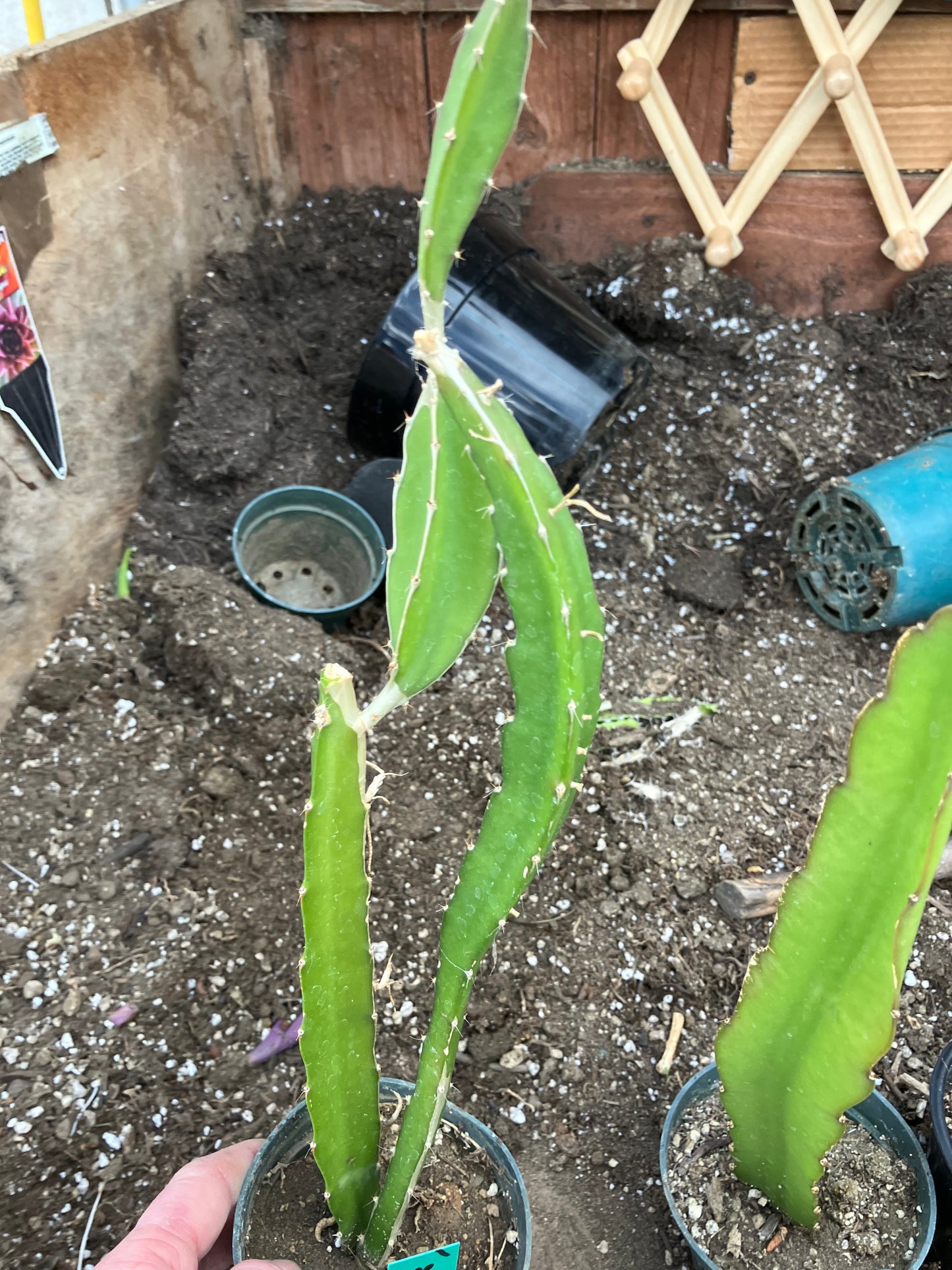 Dragon Fruit Plant Rooted Pitaya or Pitahaya 16" Tall #16G