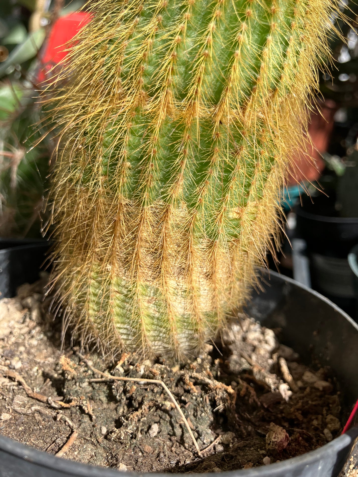 Notocactus leninghausii 5"Tall Cactus #58P